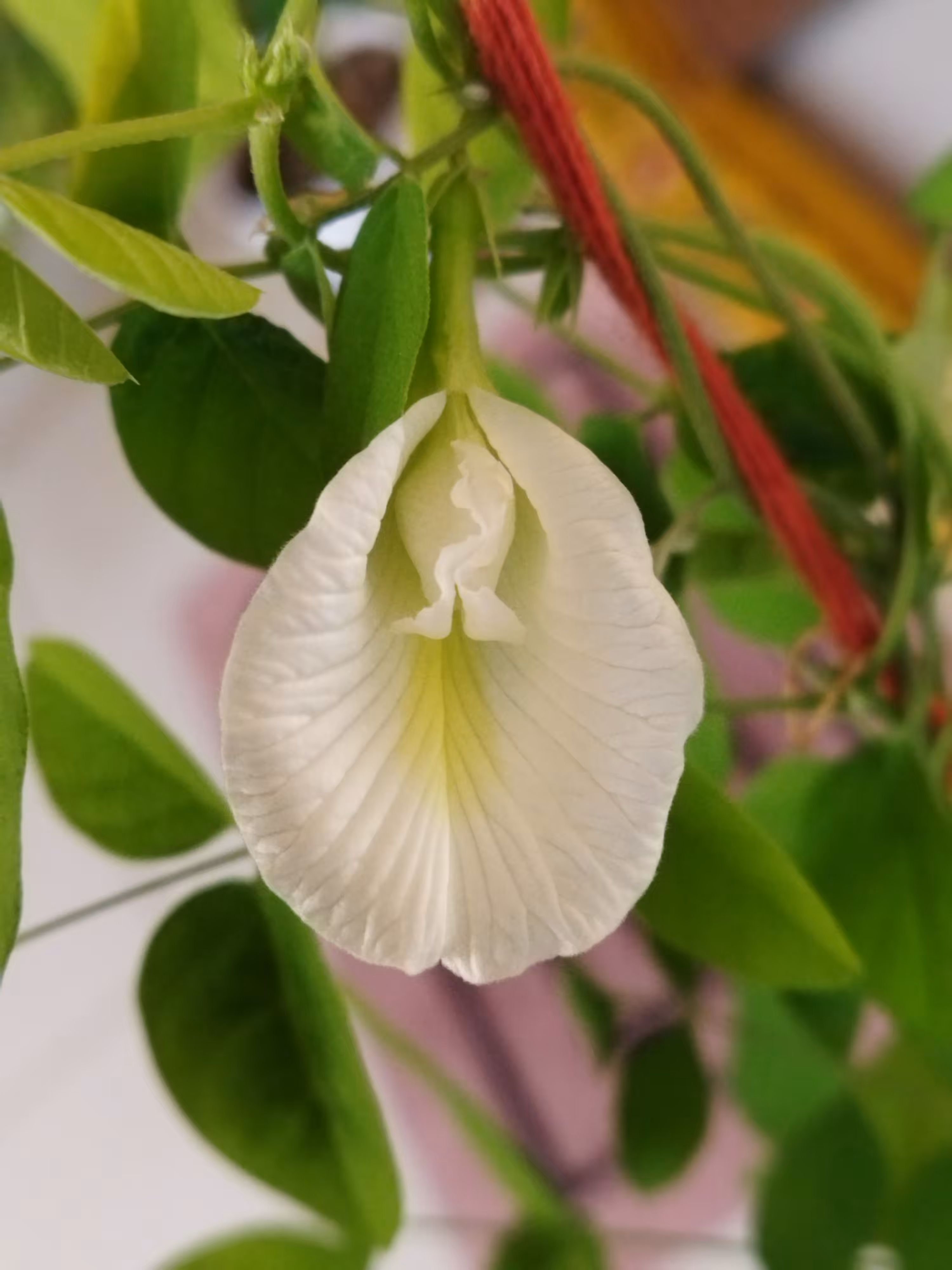 The Shankpushpi Flower