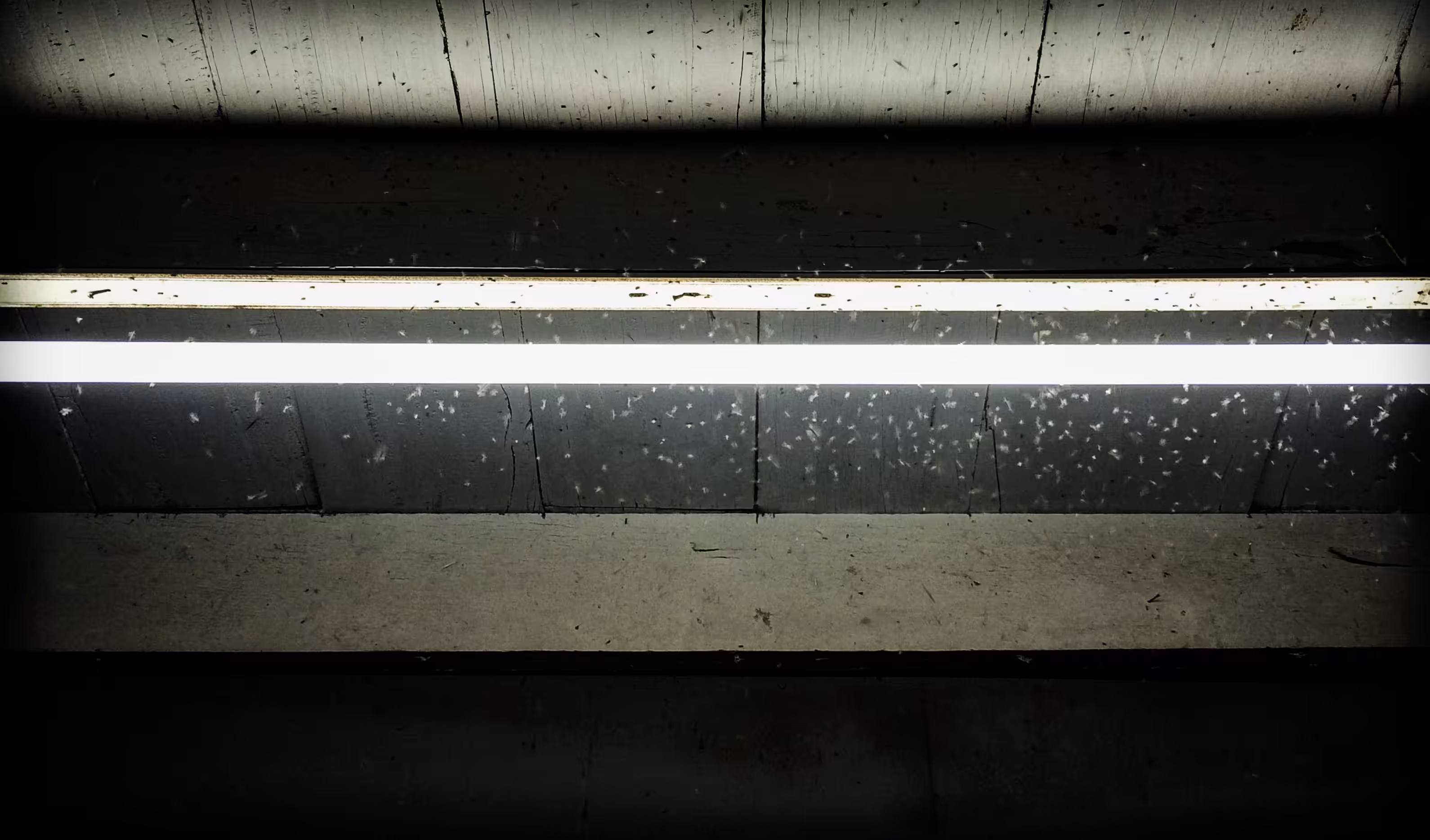 Banalism # 14