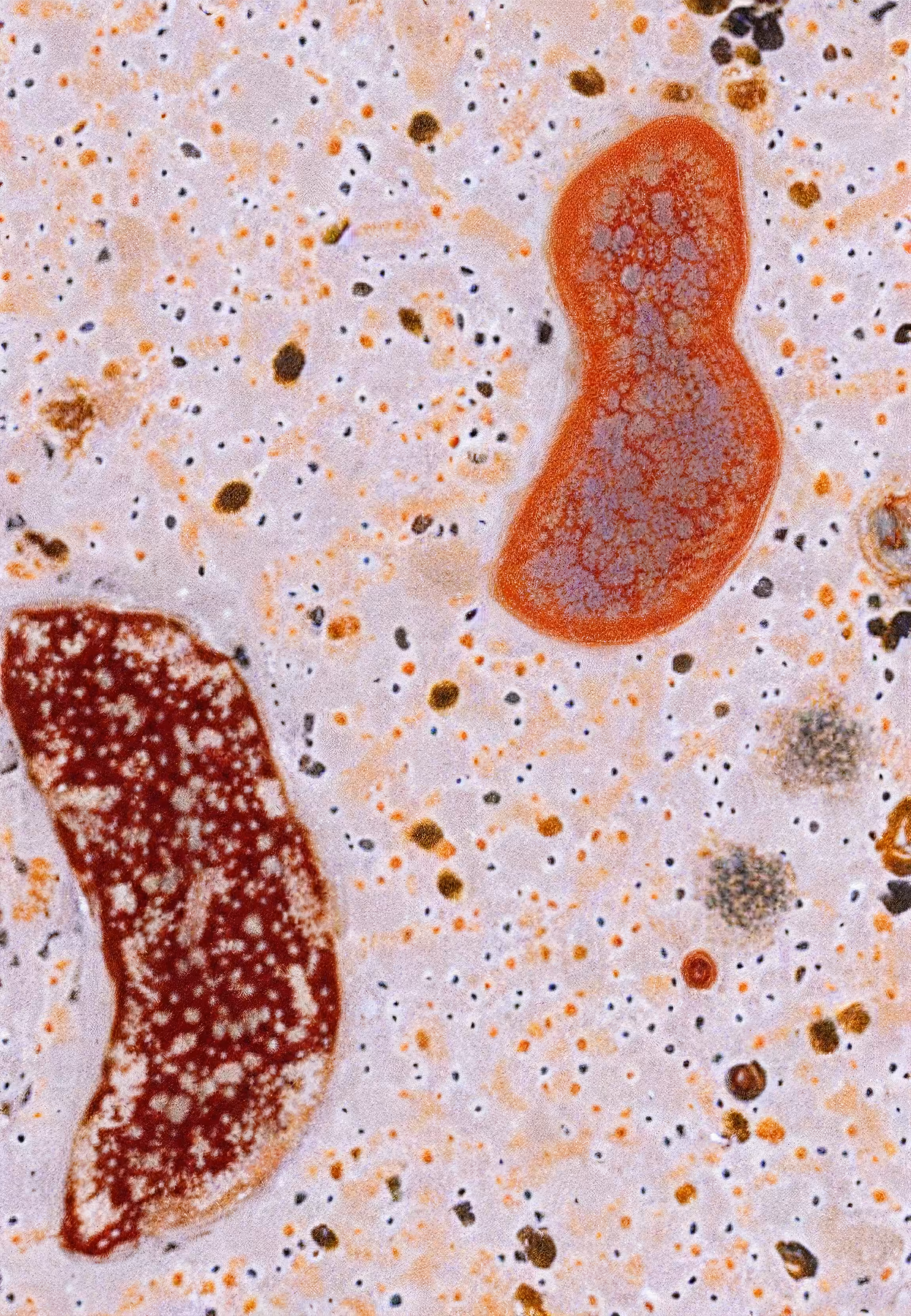 Histologia In Silico #126