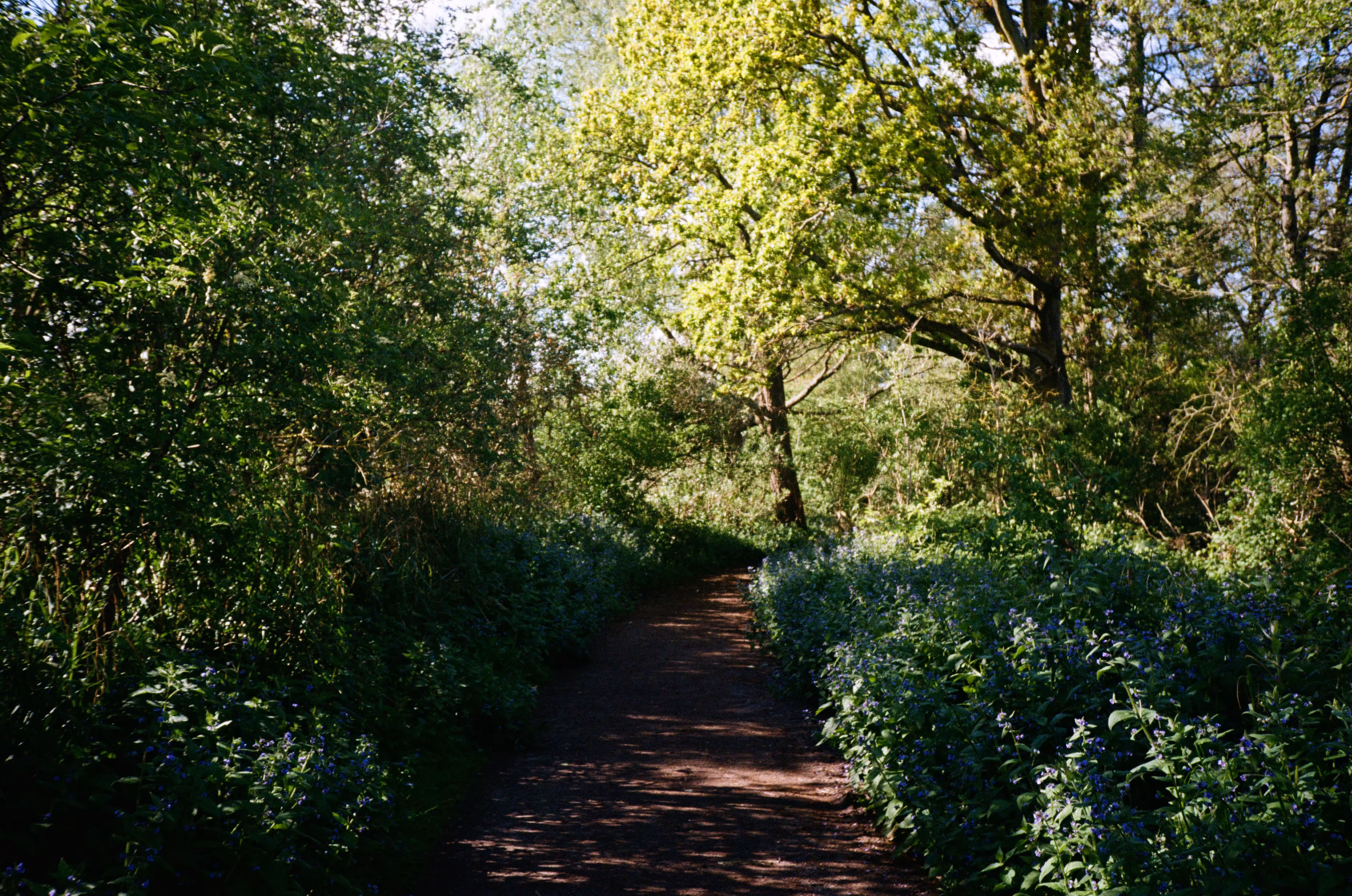 My morning walk on film