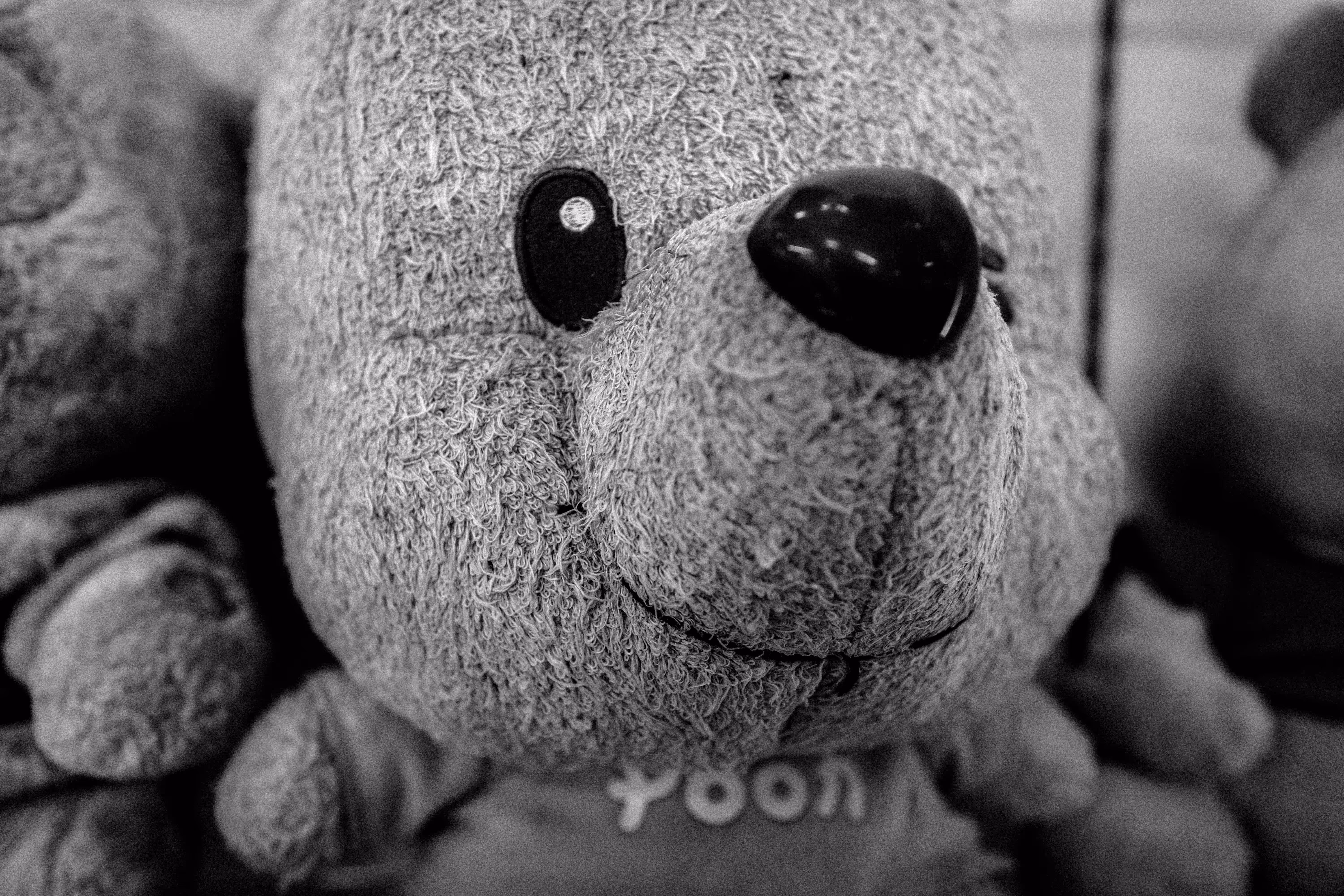 Found Bear, Fukushima, 2017