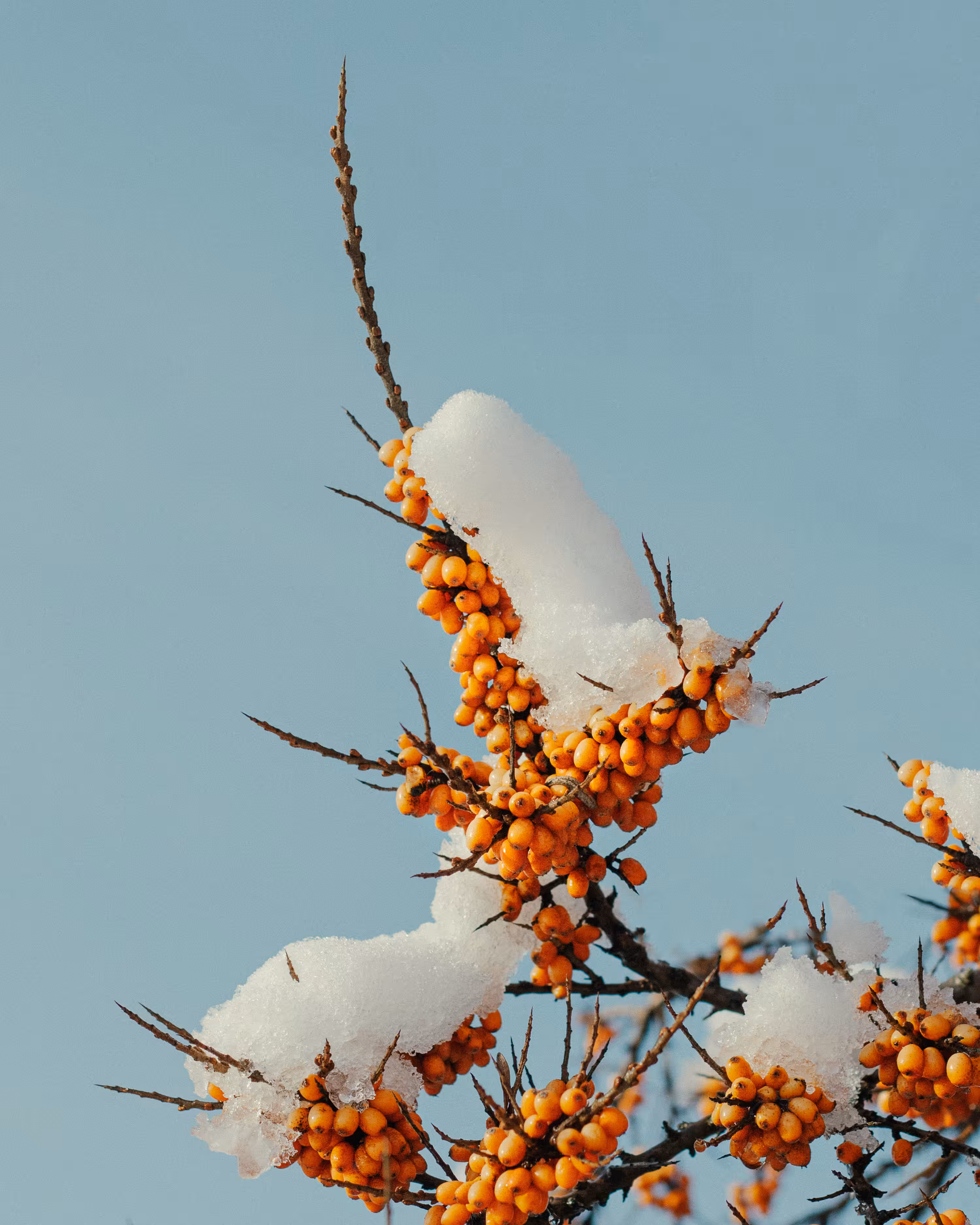 Winter Flowers #5