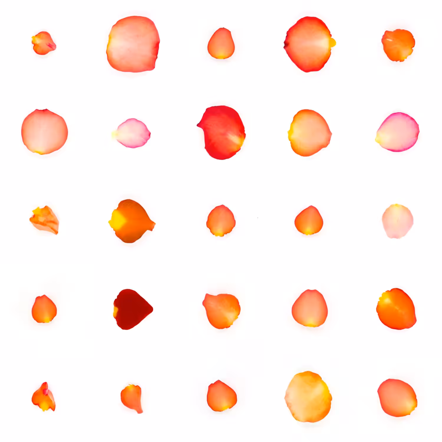 Infinite Petals 5x5#21666