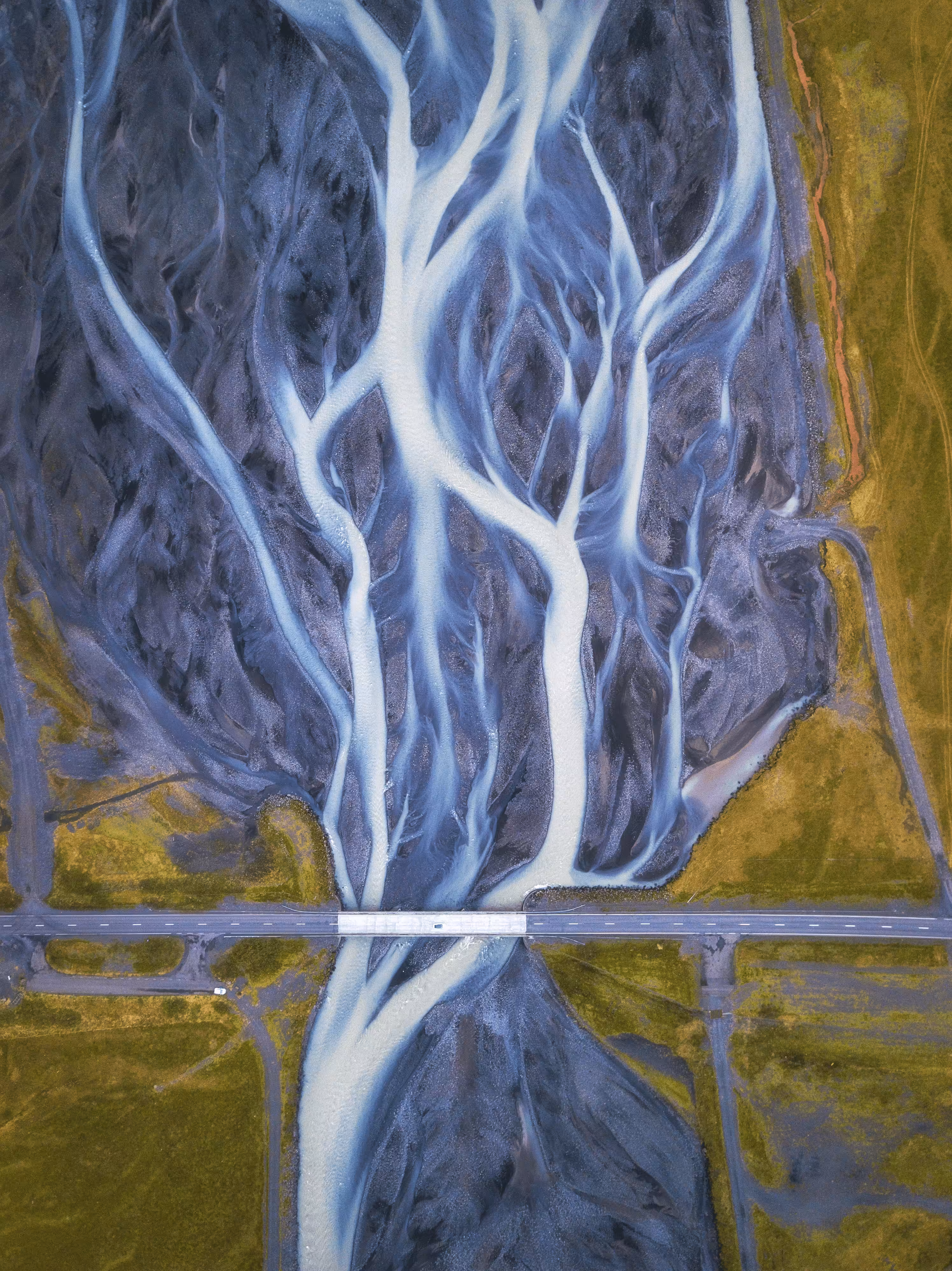 #38 Tree of Life
