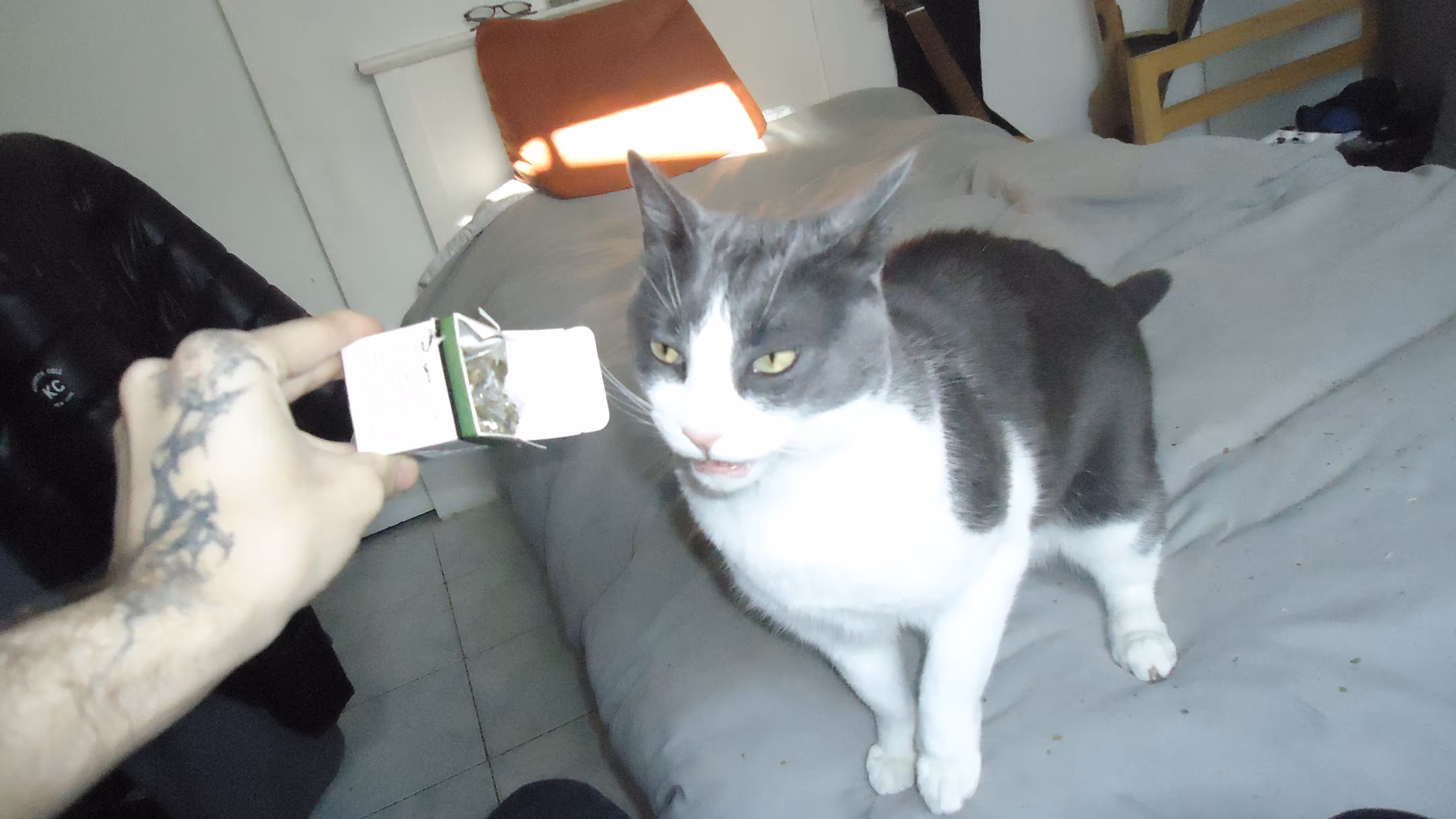 EVIL DRUGGIE CAT