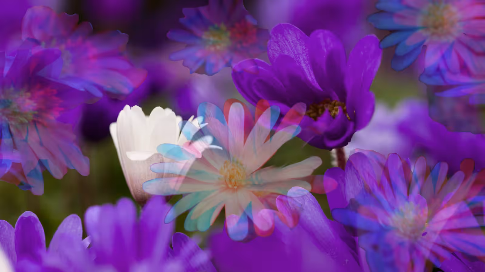 Seeing Double: Double Spring Daisy