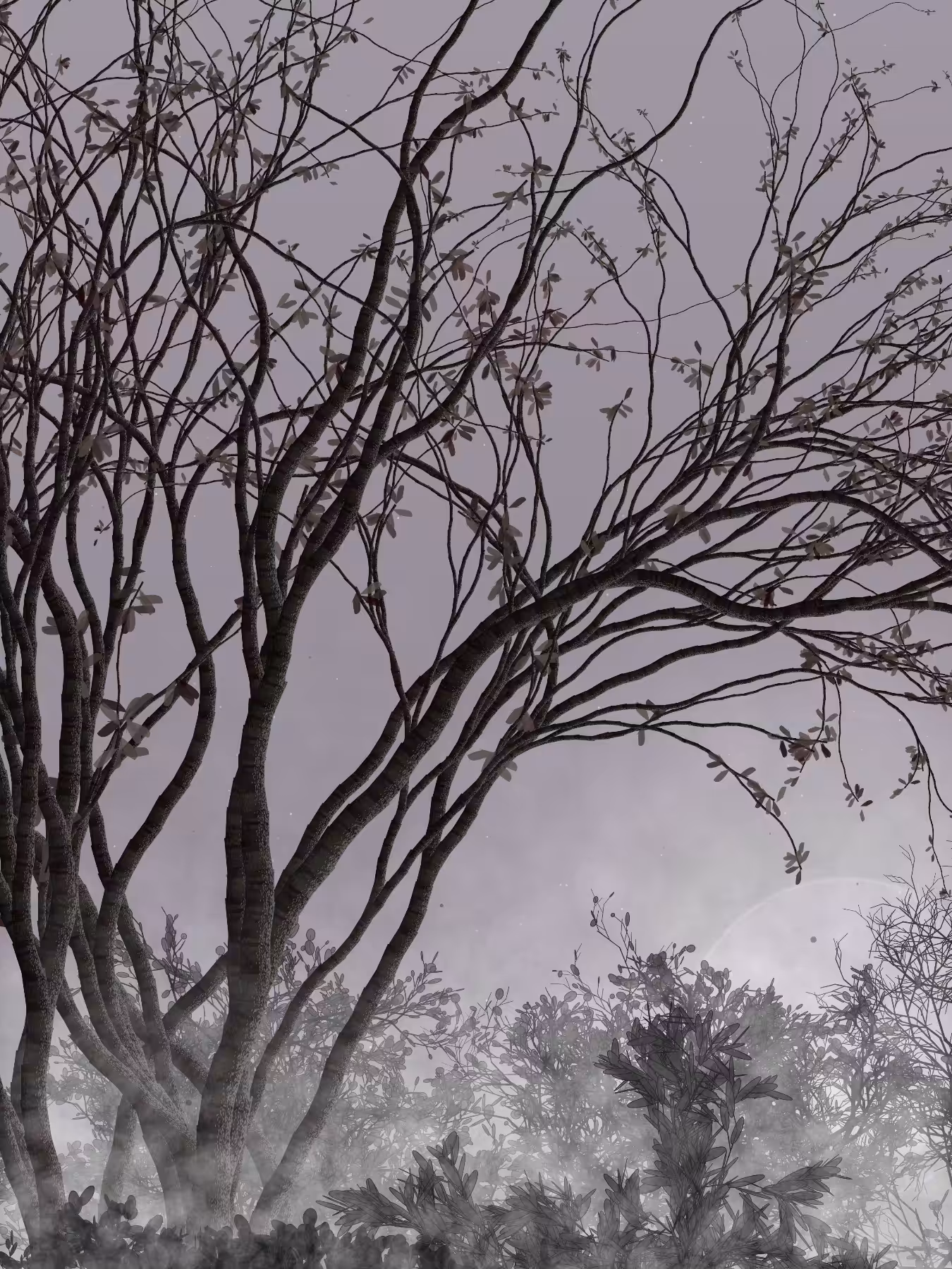 Morning Mist #61