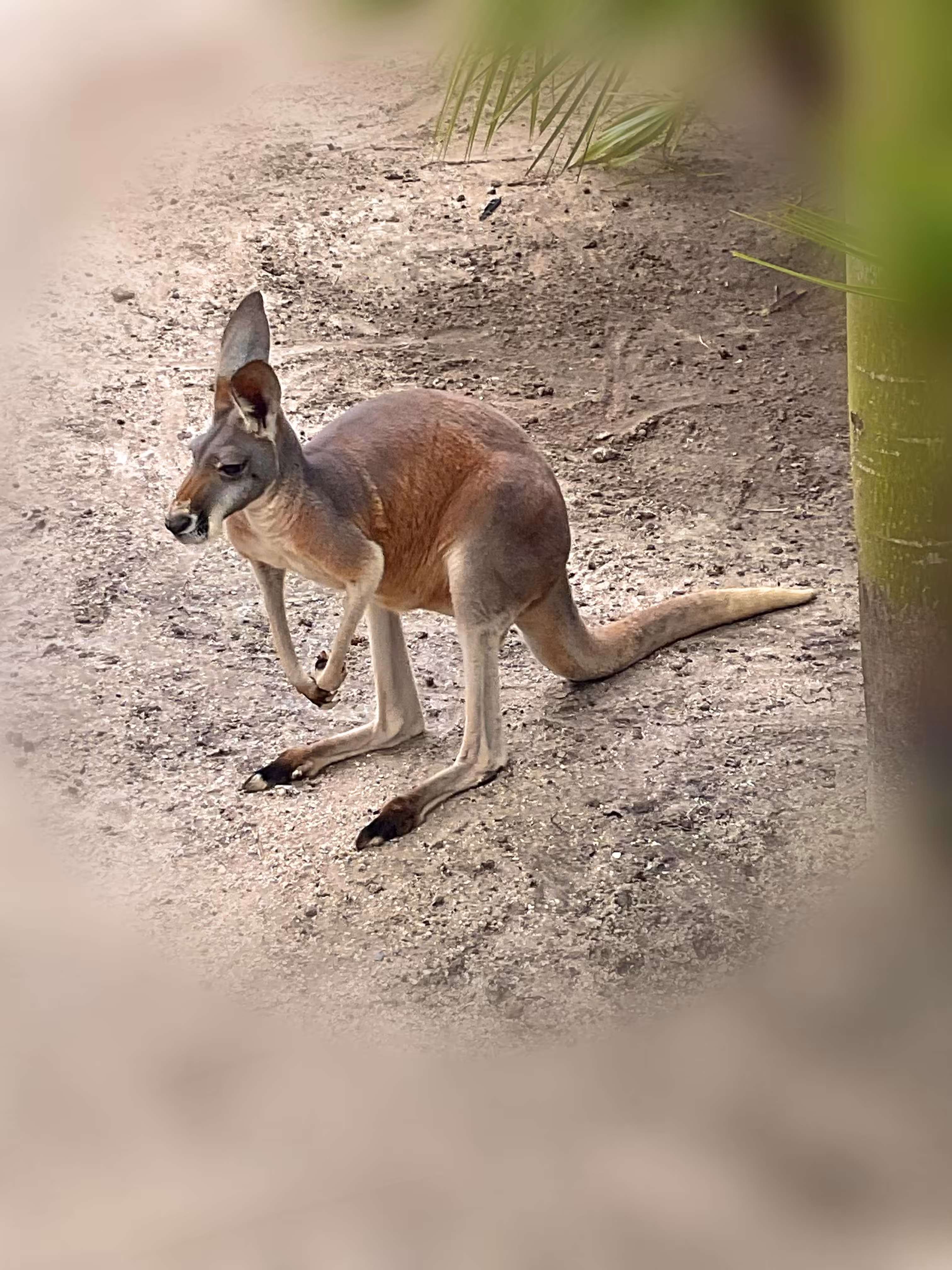 Radar Ears Kangaroo