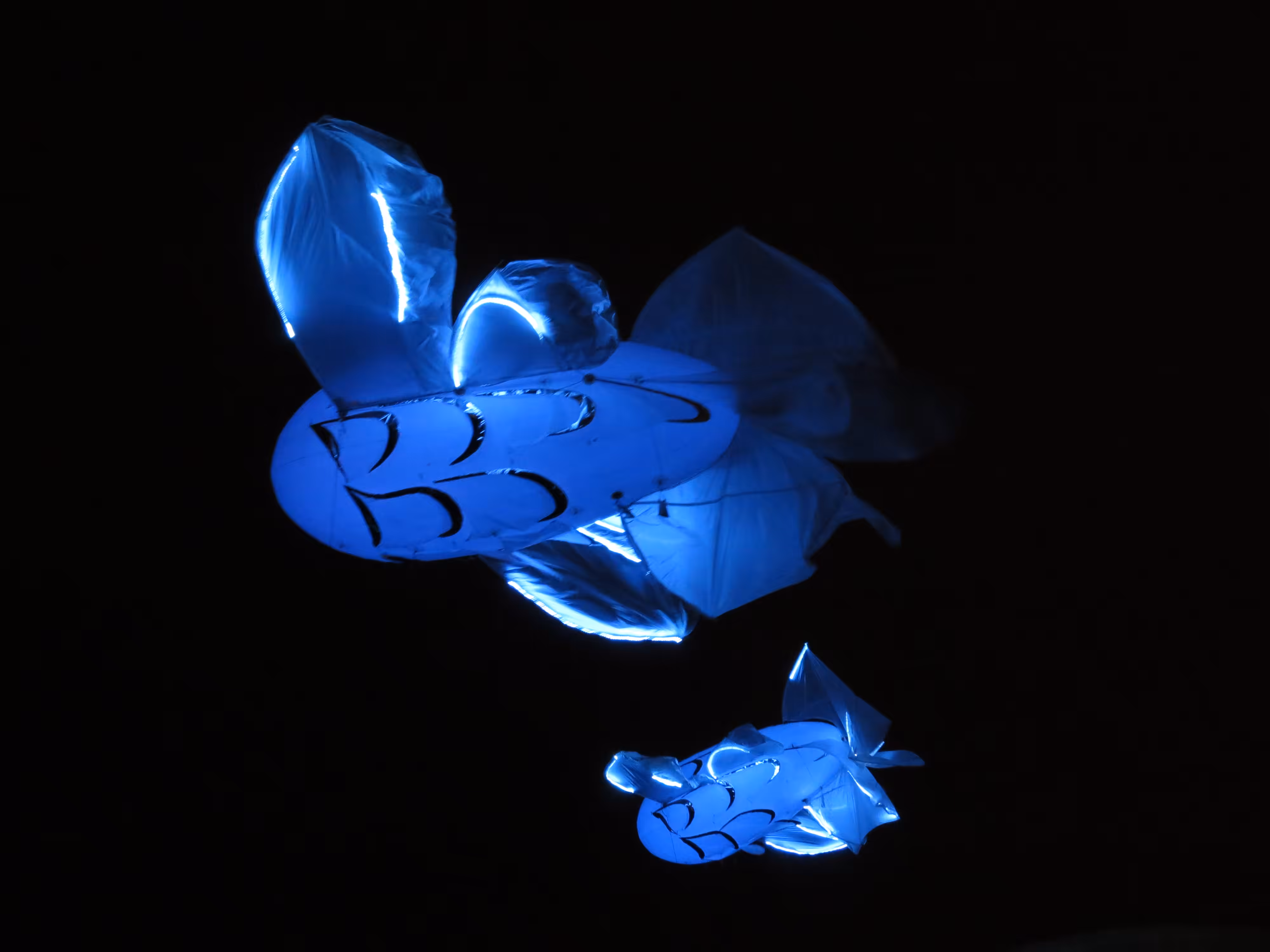 Flying fish #1