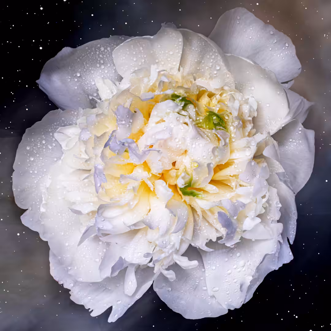 Flower #02