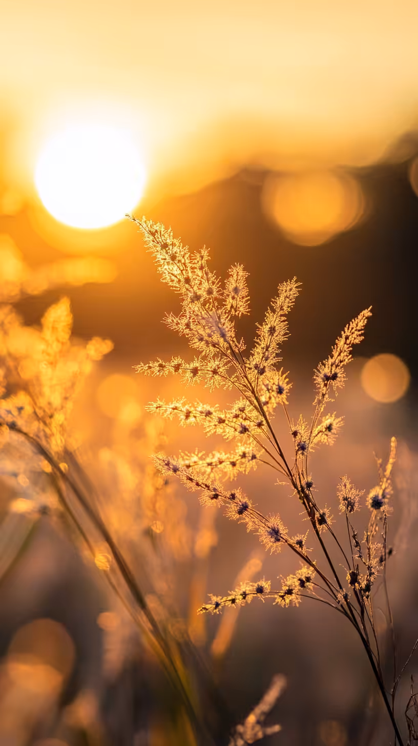 Golden Morning