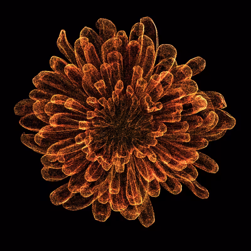 Chrysanthemum Morifolium 30 #115