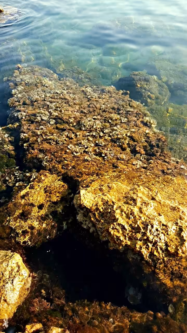 Sea Therapy