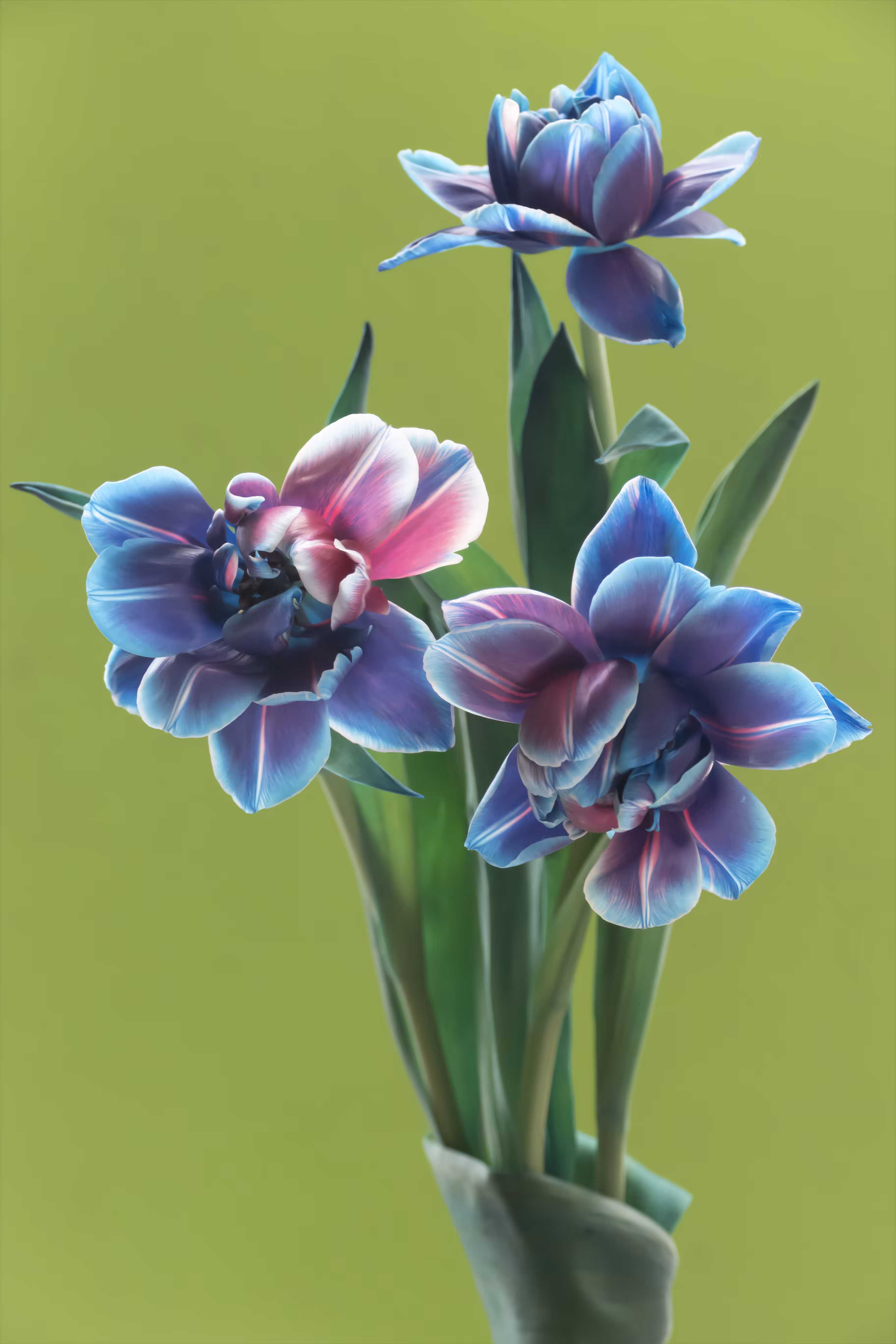 Tinted Tulips