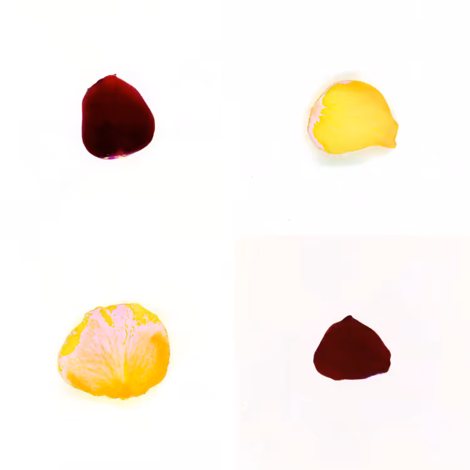 Infinite Petals 2x2#4037