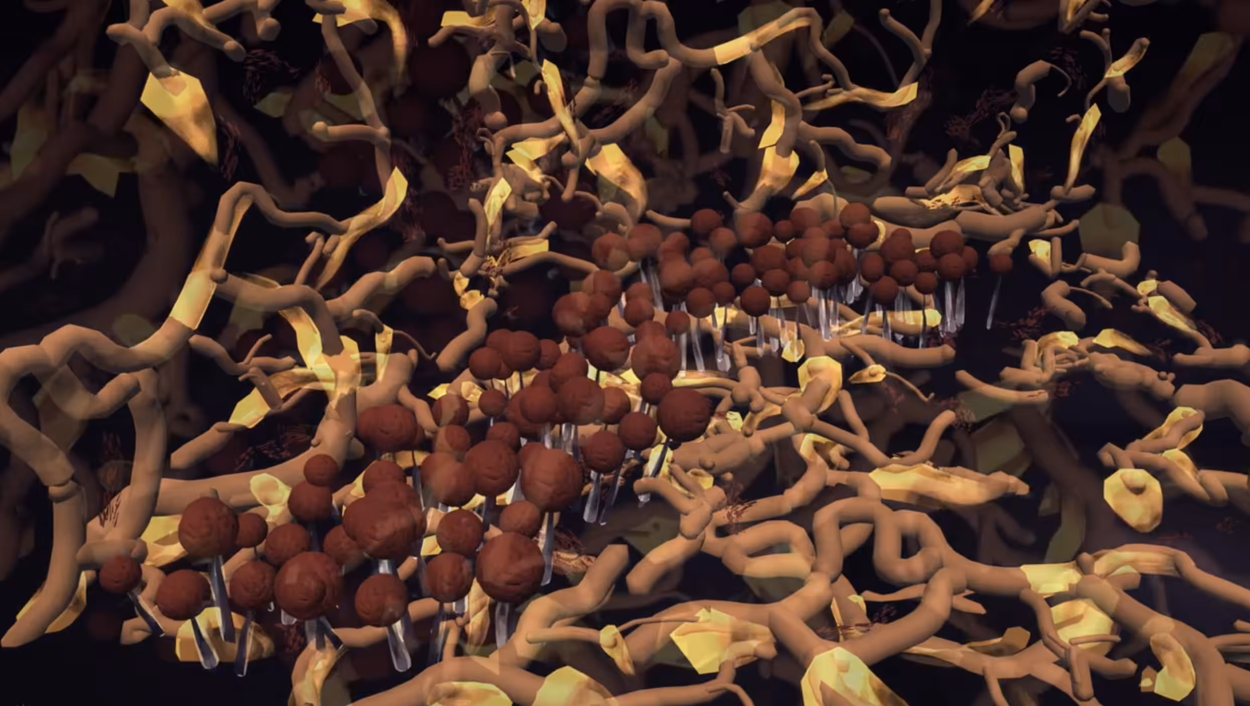 Myxomycetes