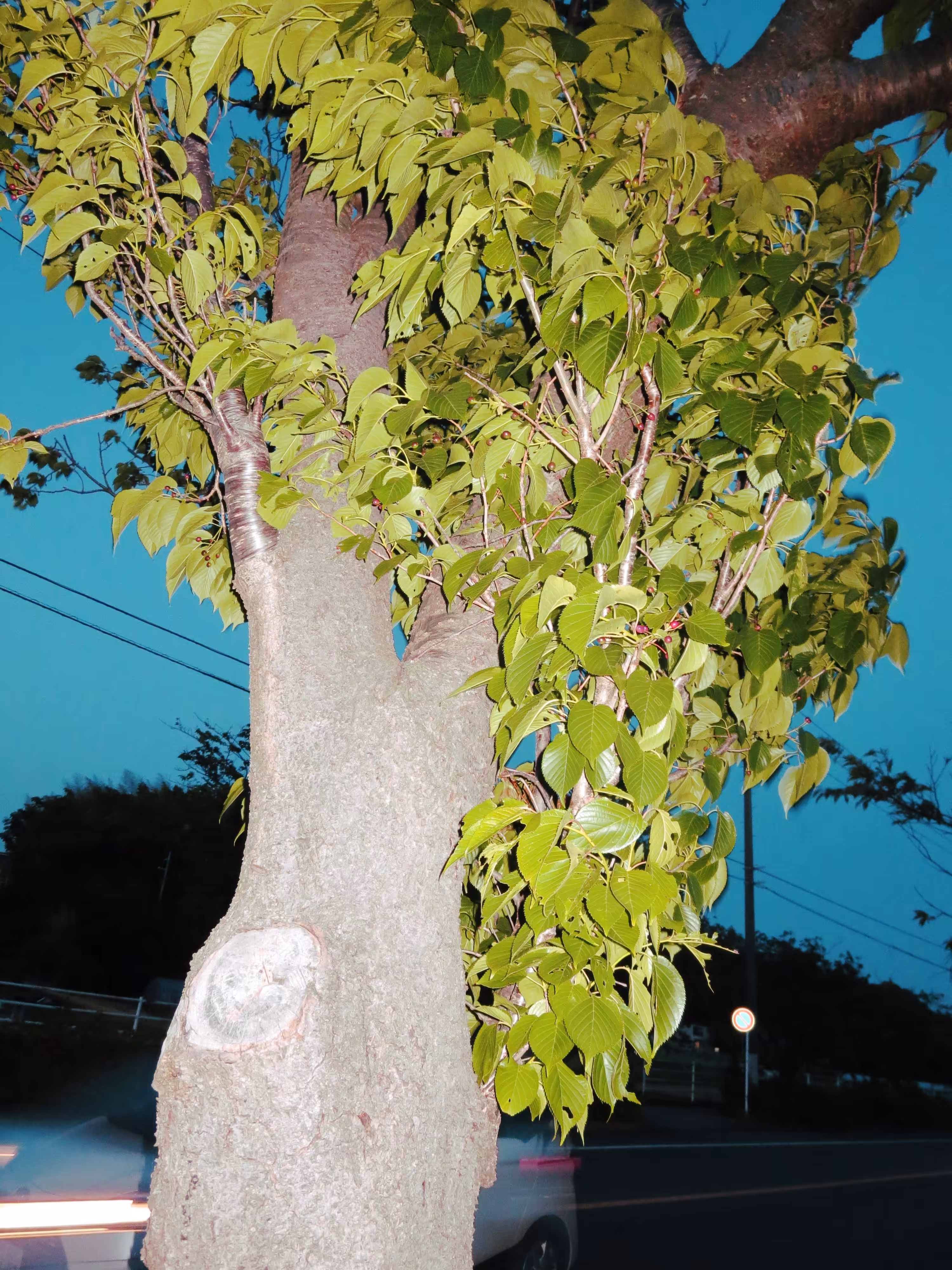 teganuma 450