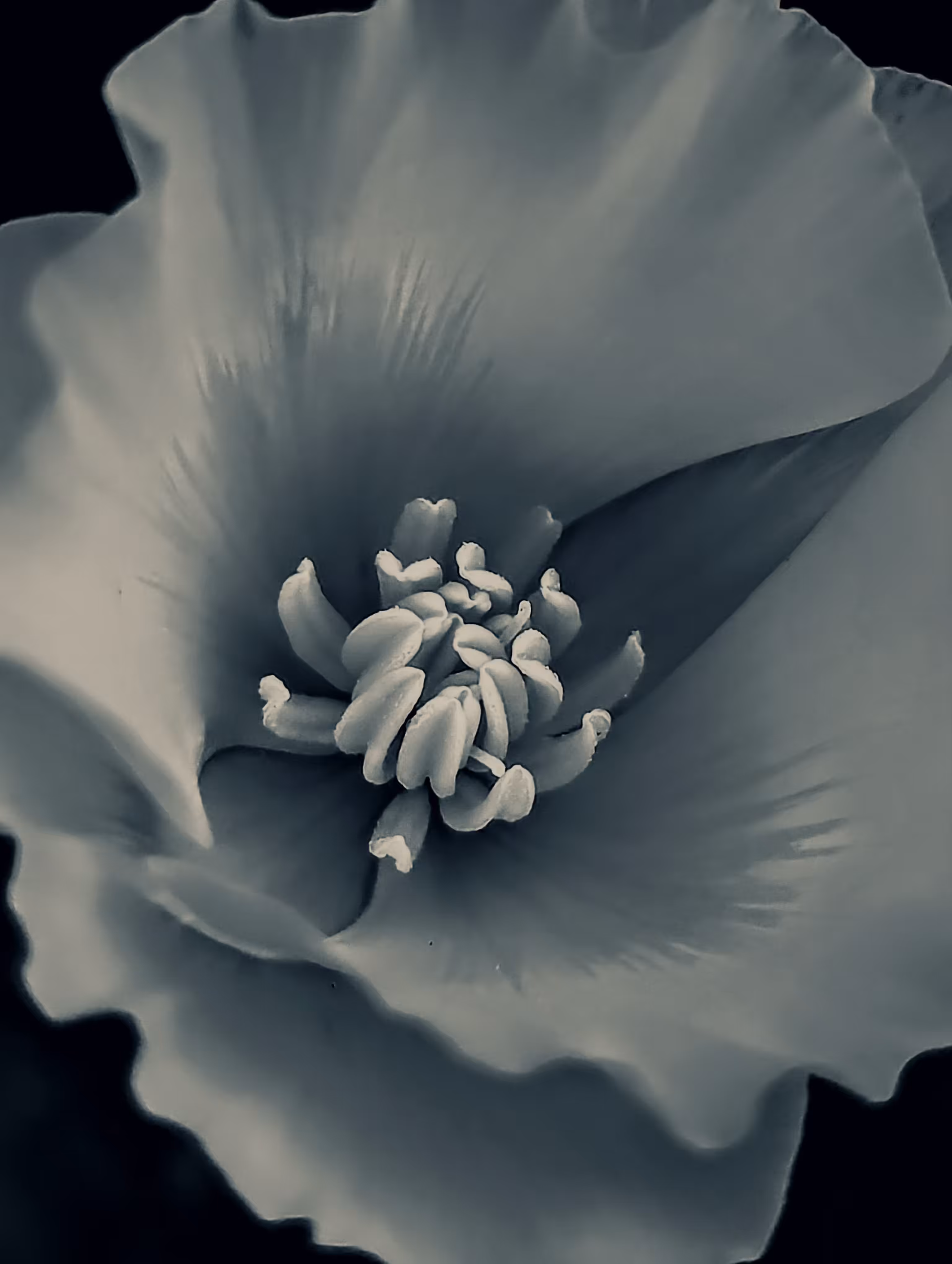 Luke_0x1 Photography : Shades of poppy