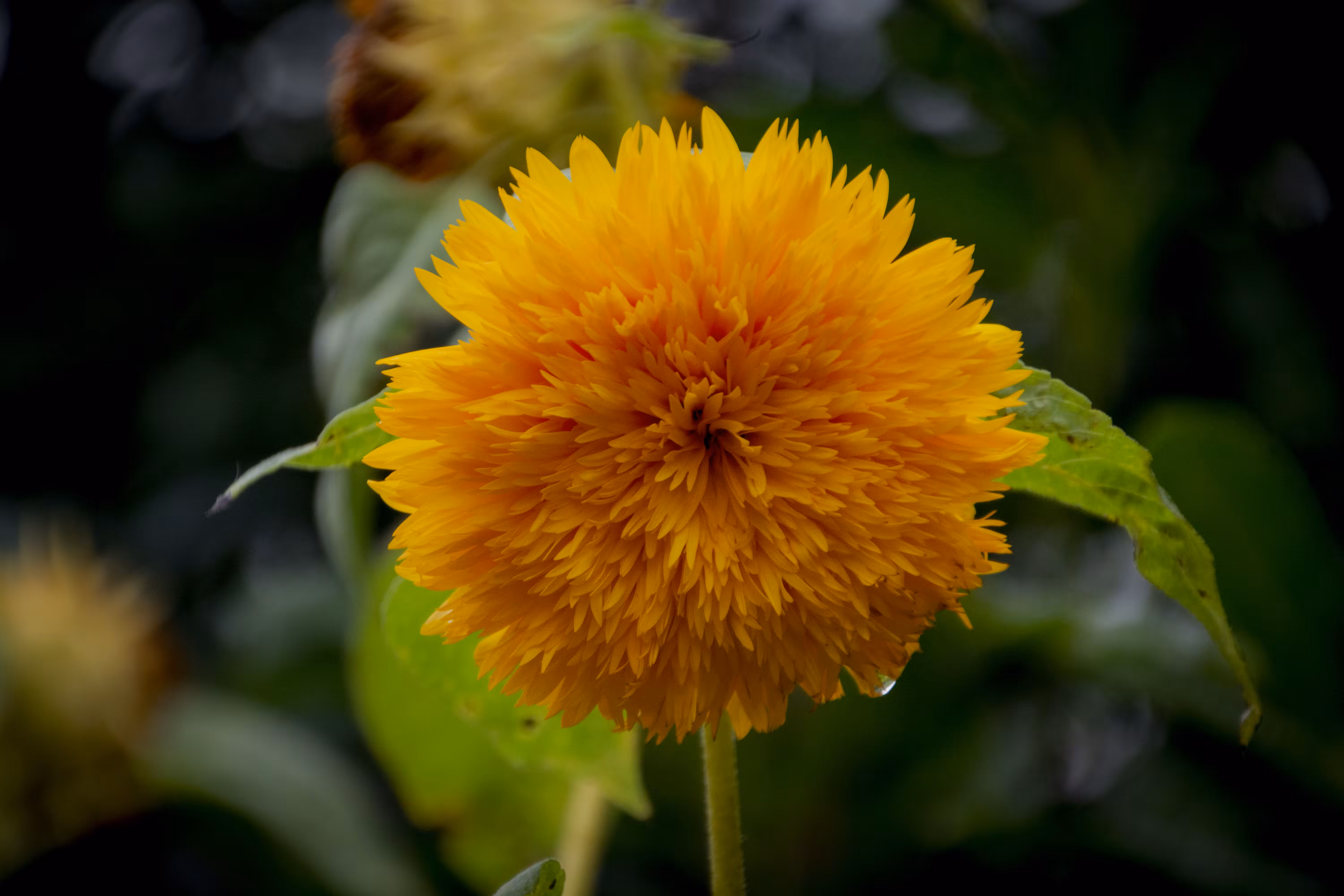 After the rain comes the Sunny Yellow