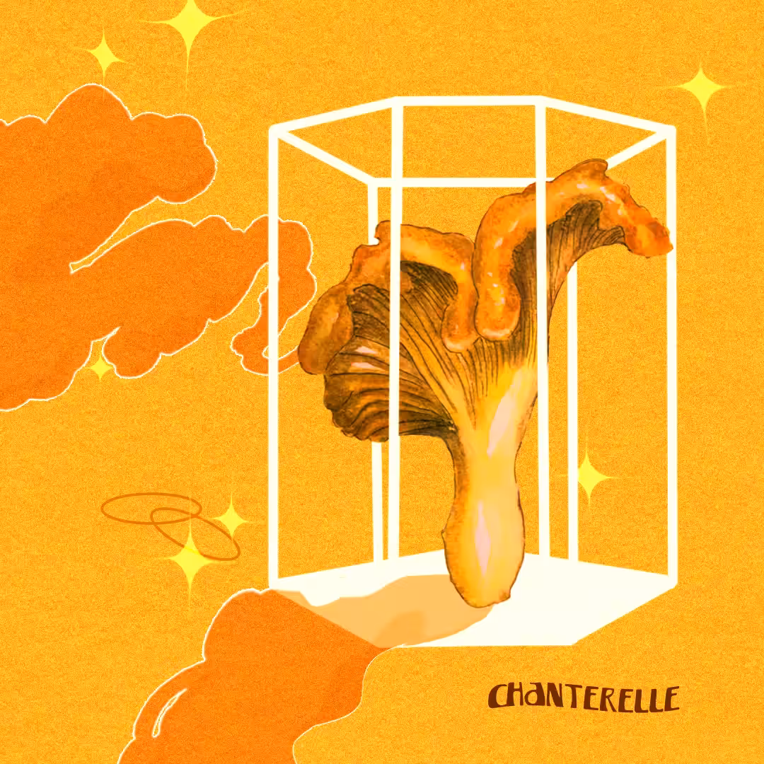 Chanterelle