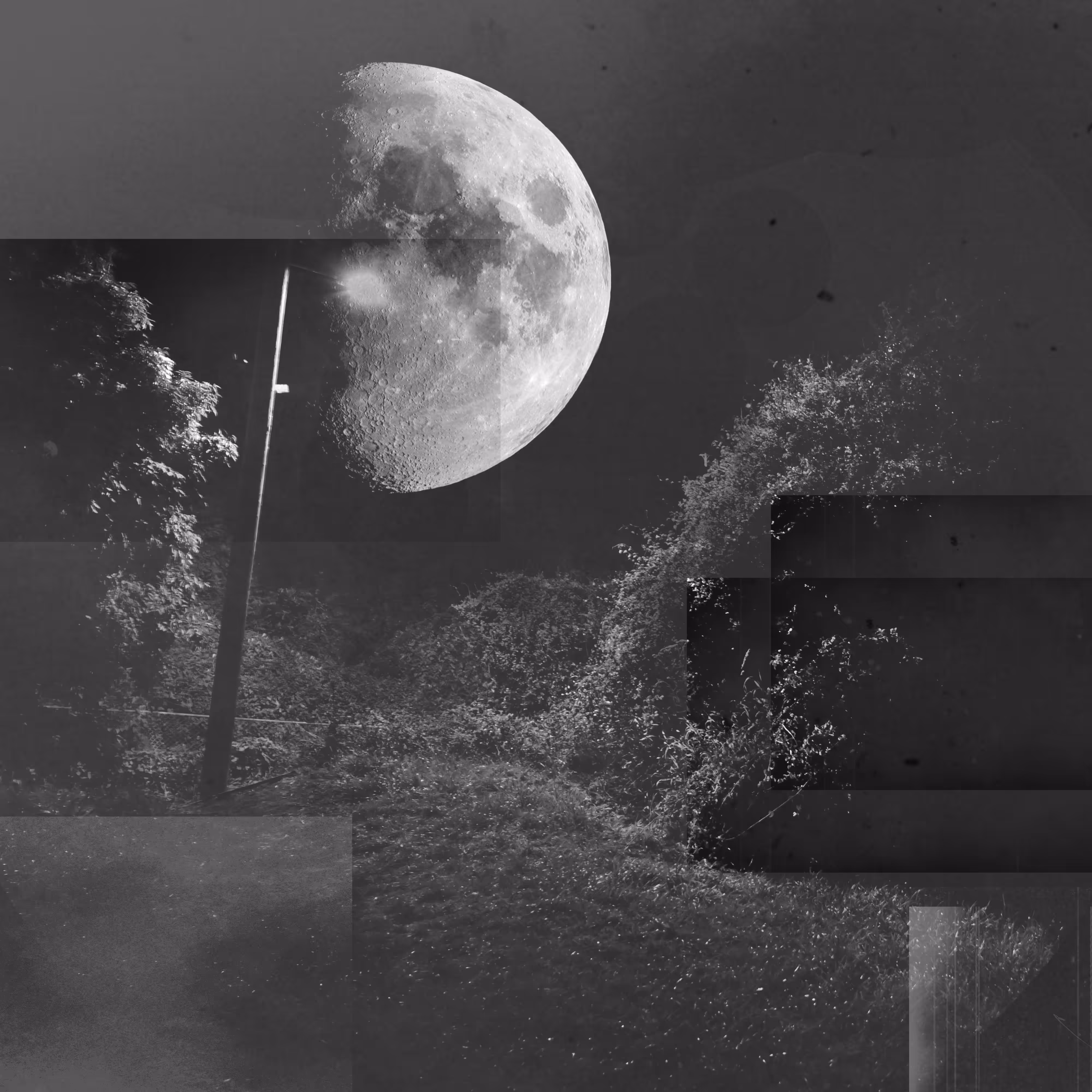 Night Creatures