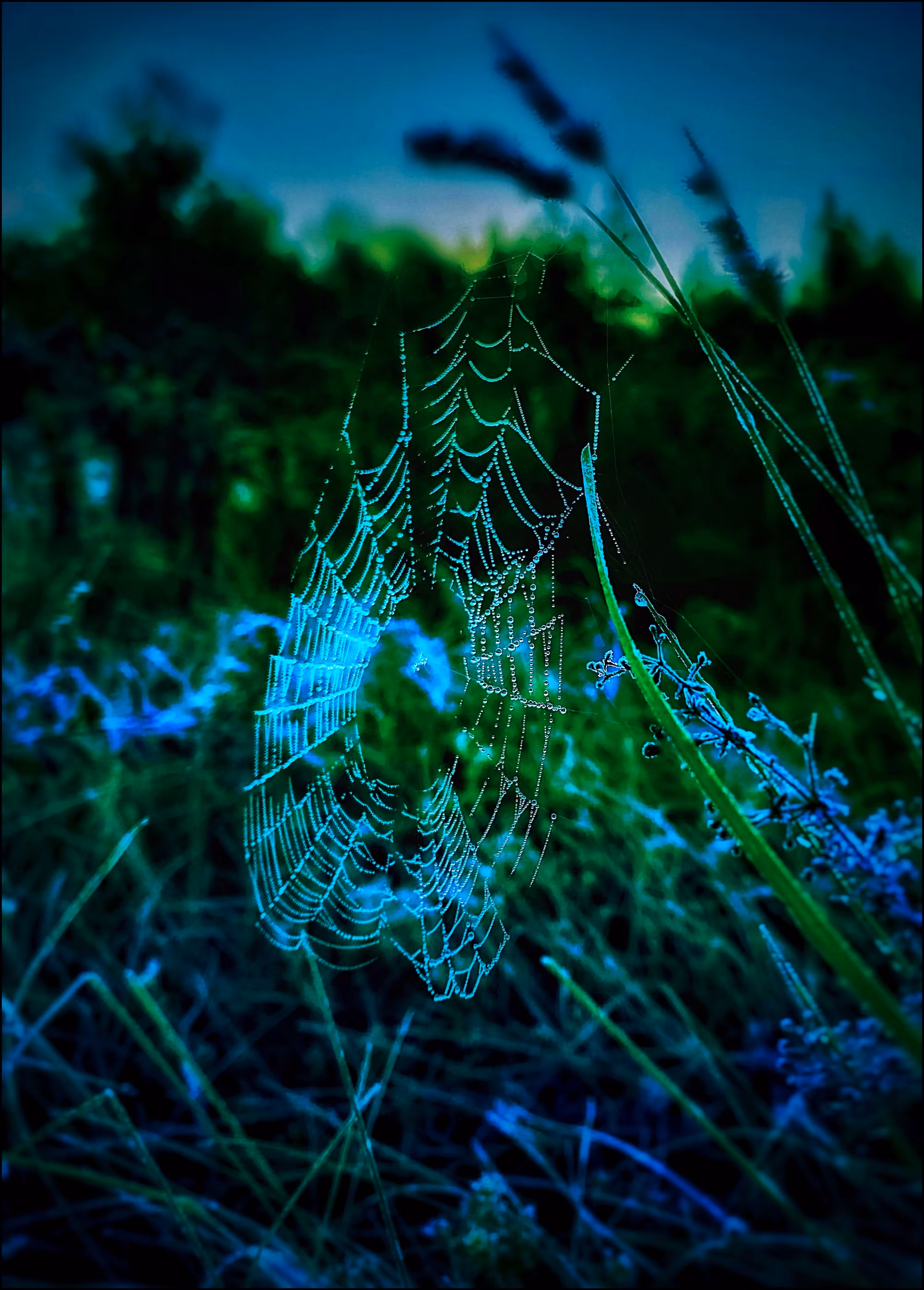 Silken Whispers
