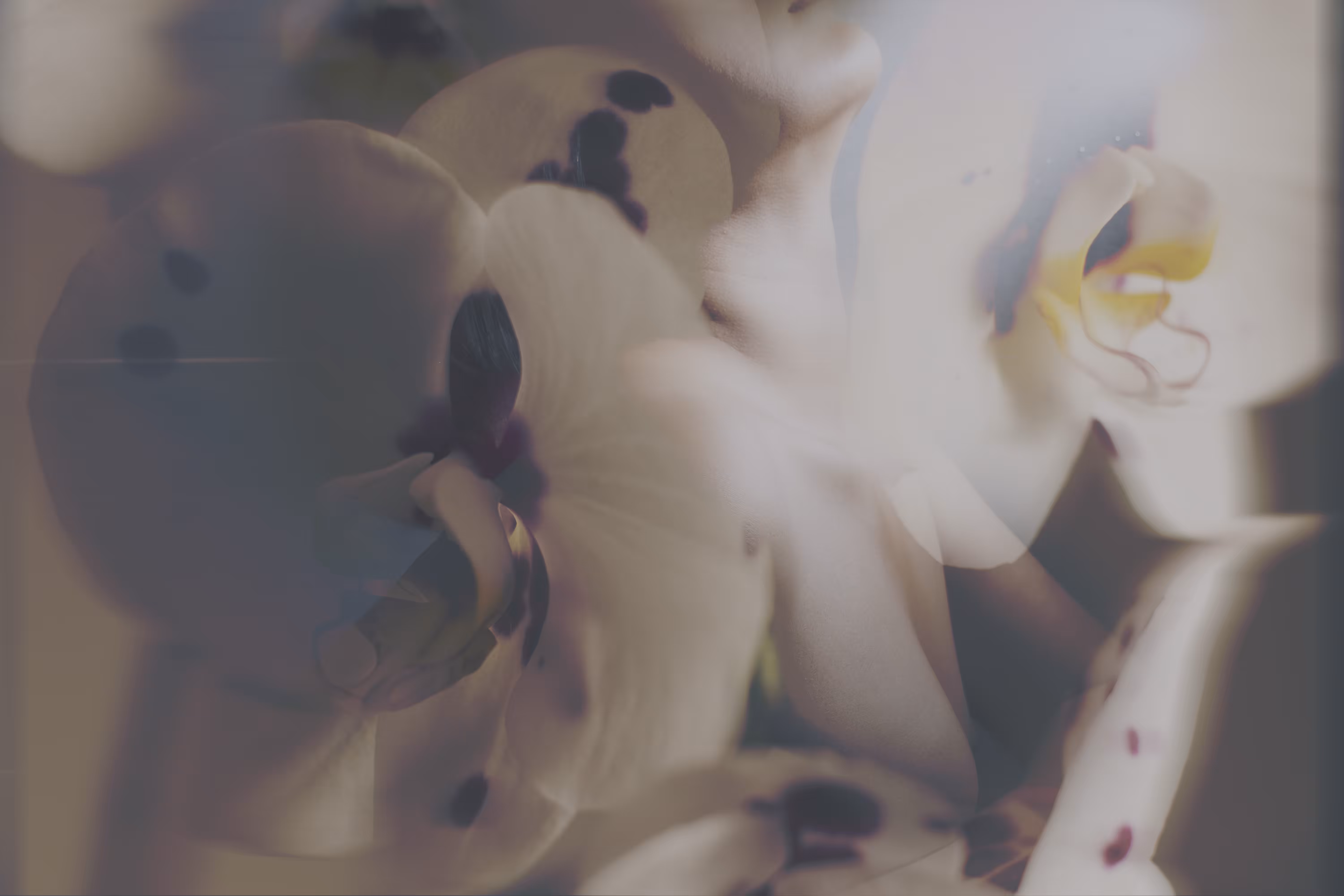 THE DESIRE DIARY #05