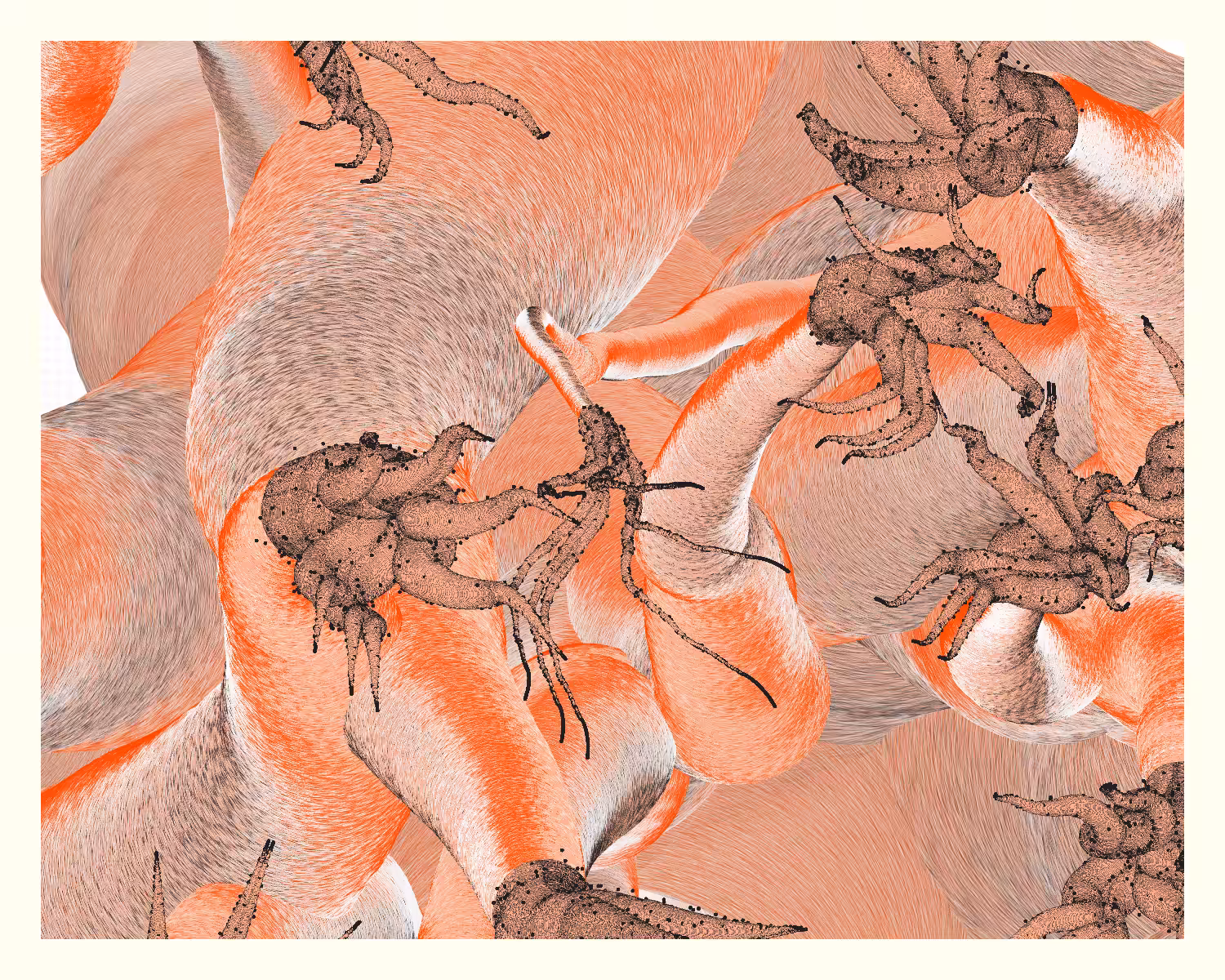 Aliciidae #27