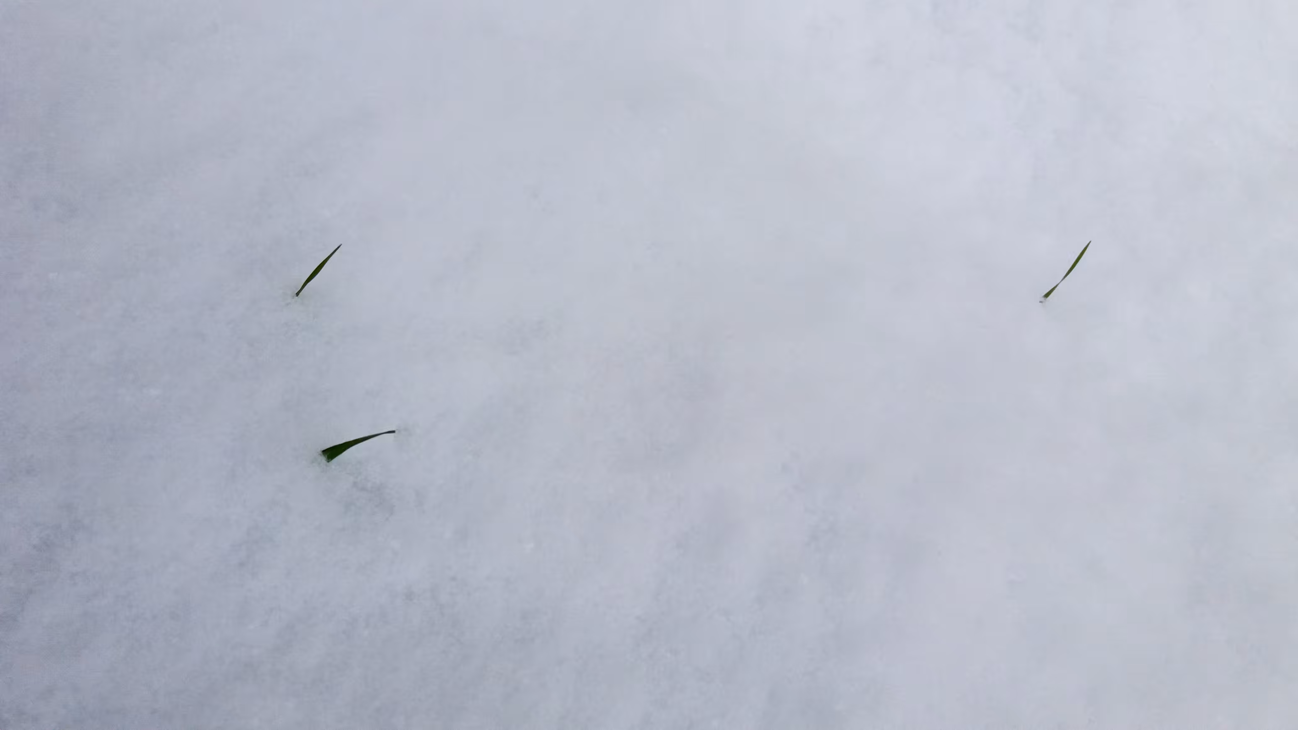 We are still green