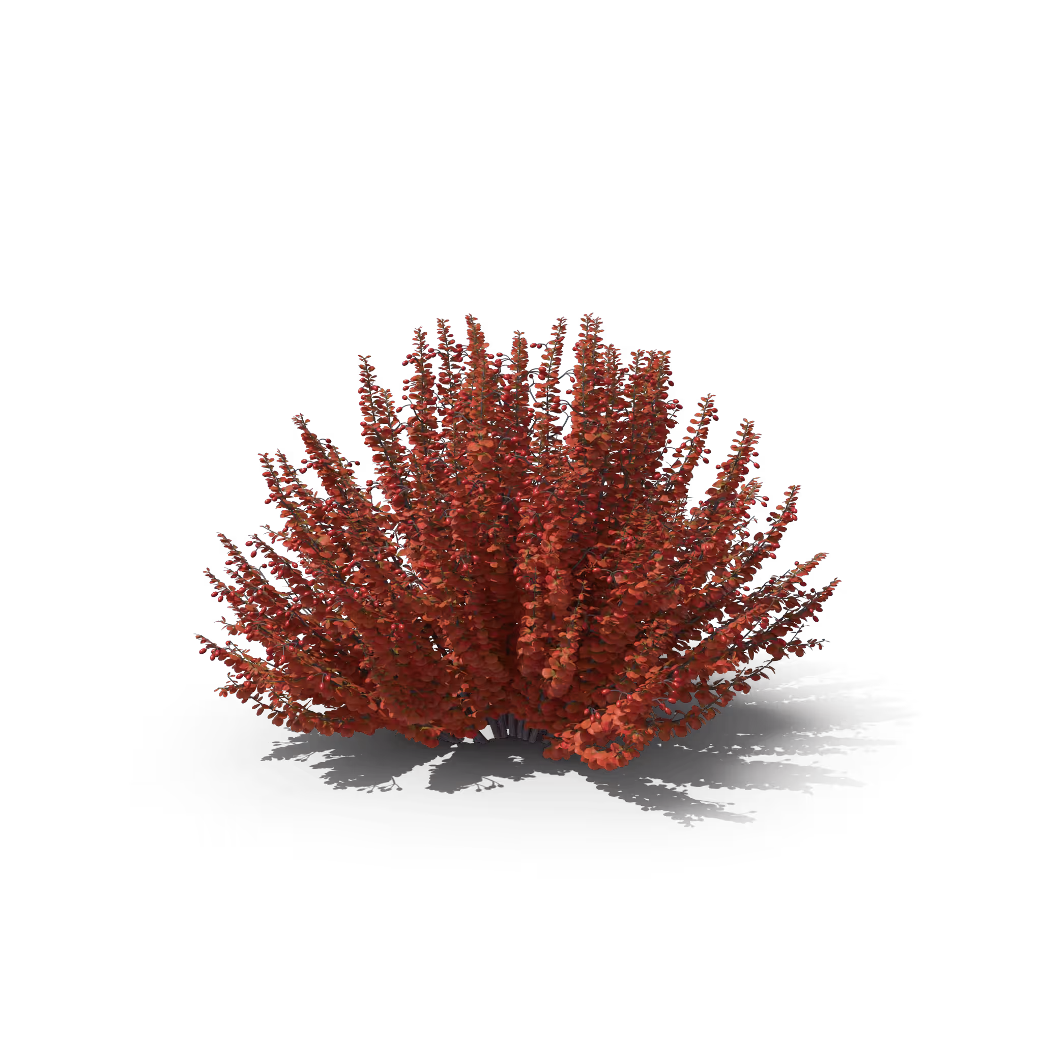 Your Tree I Barberry Red