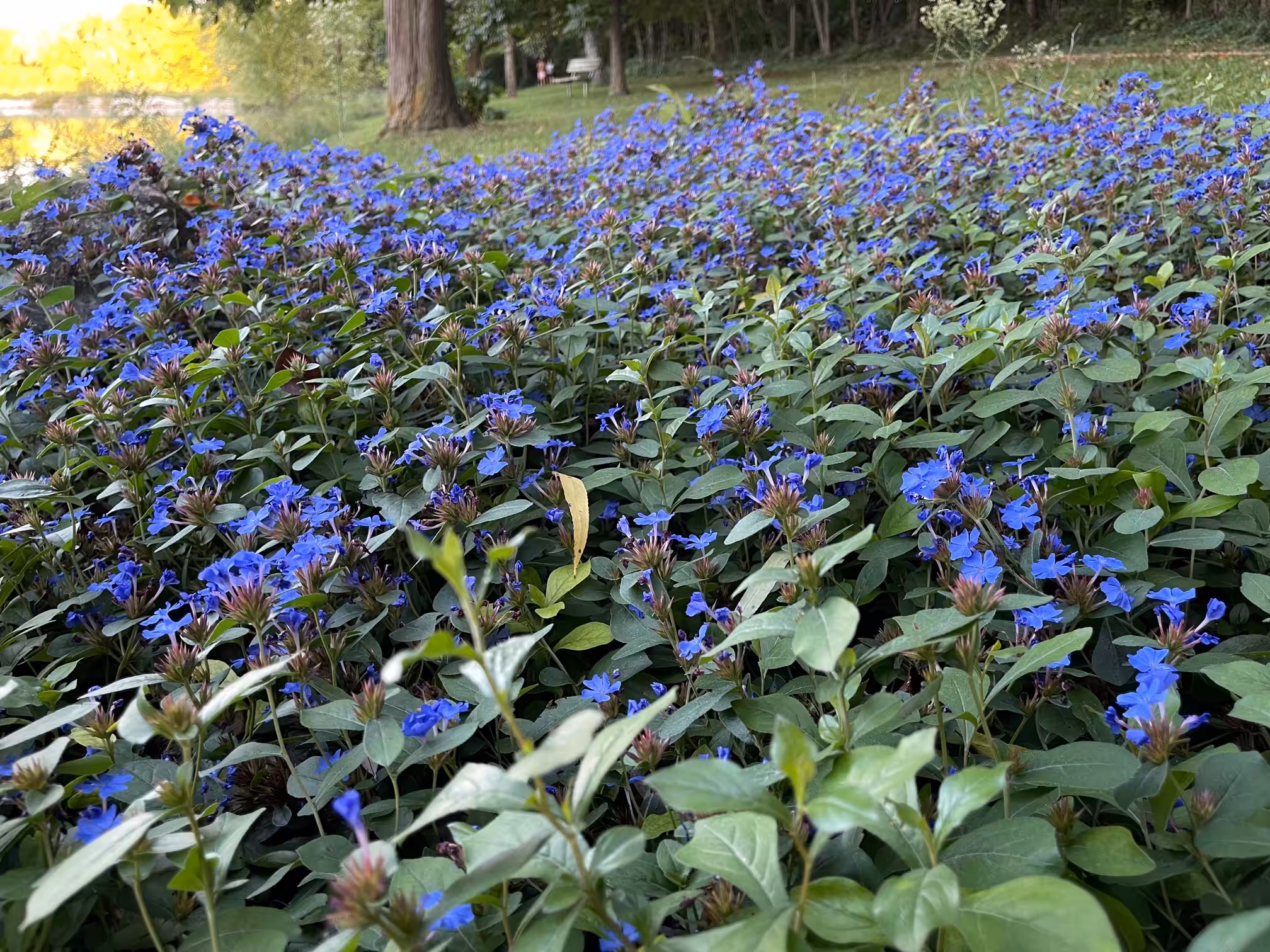 Blue Flower 01