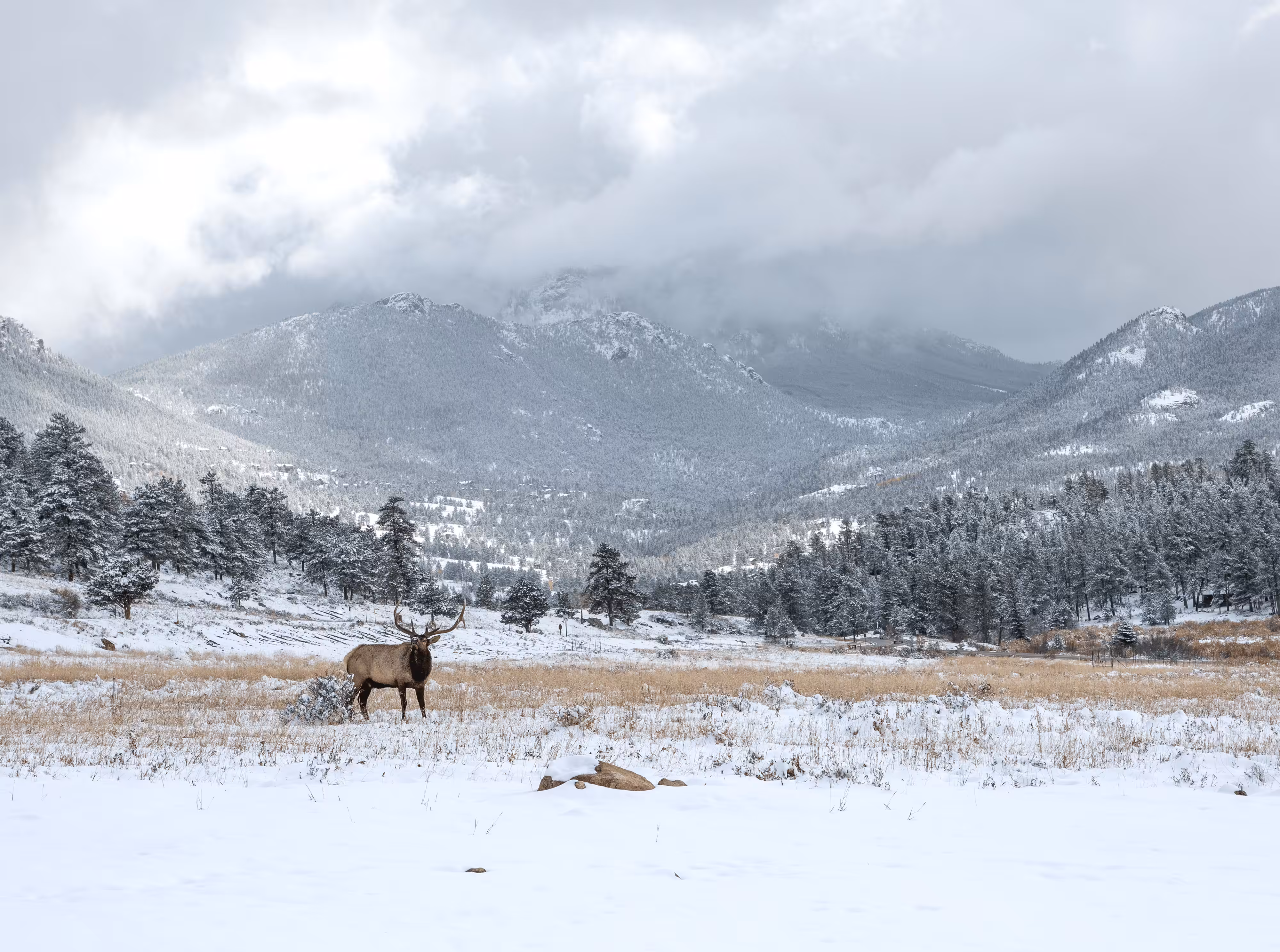 Balance #45 Elk