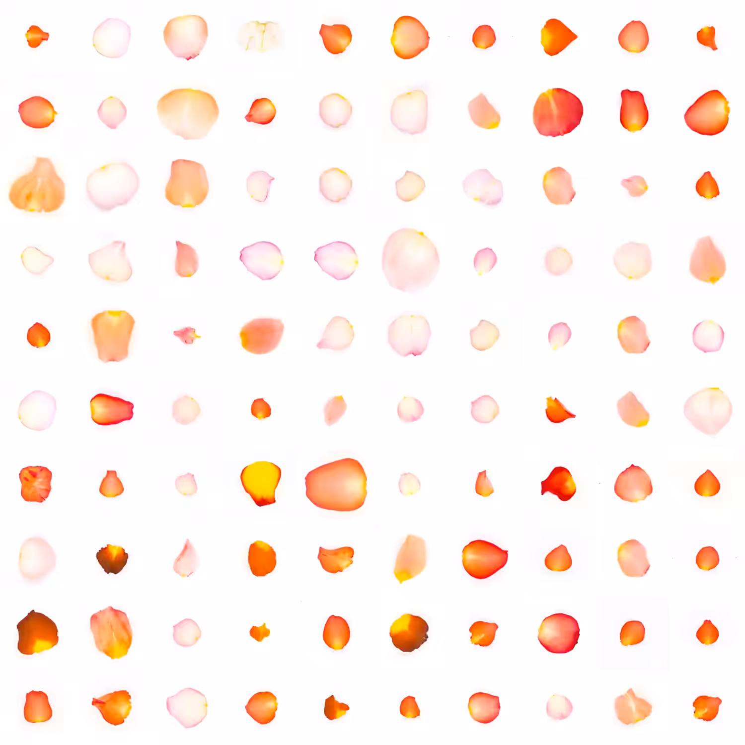 Infinite Petals 10x10#1690