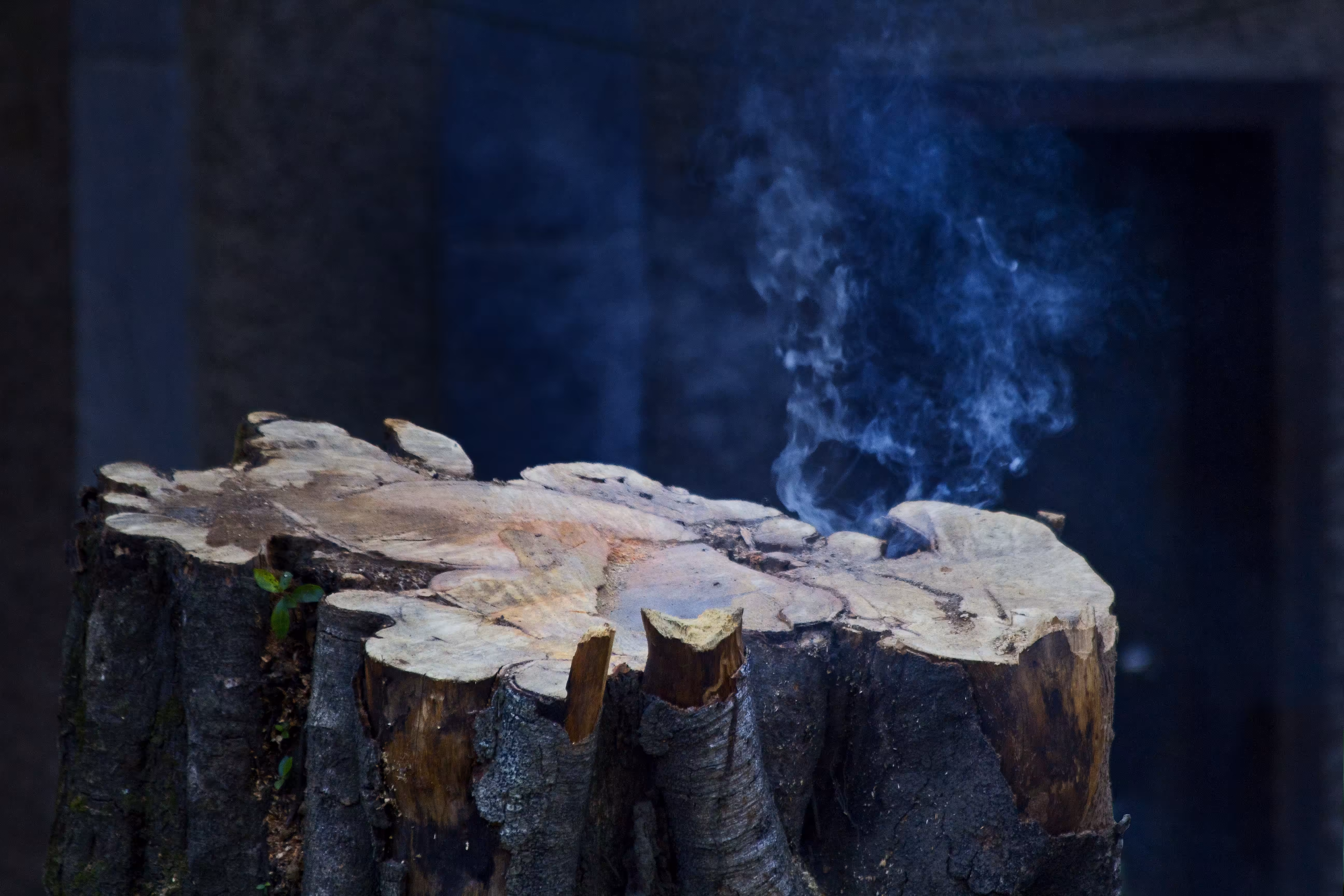 Tree bleeding smoke