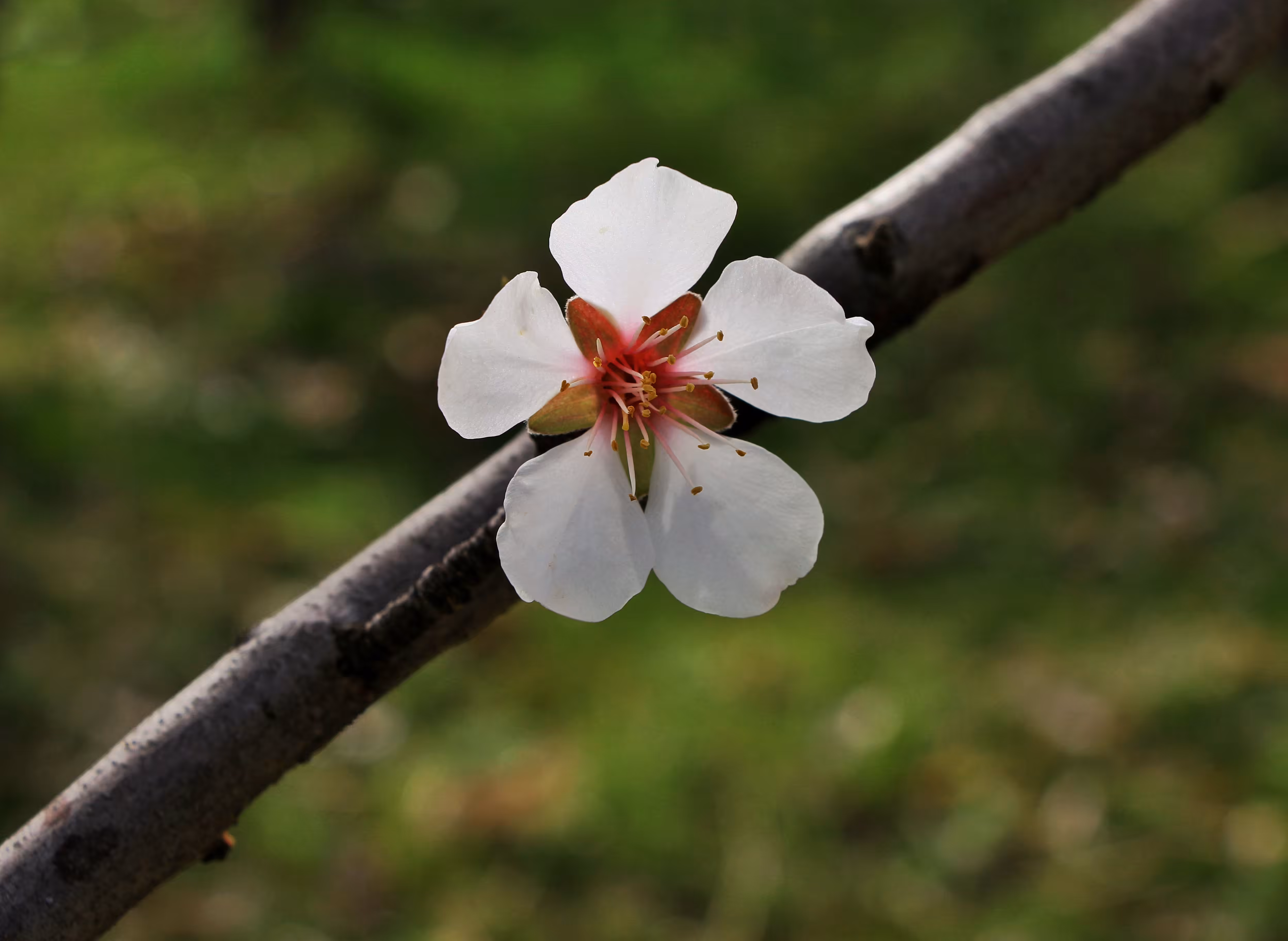 Bloom