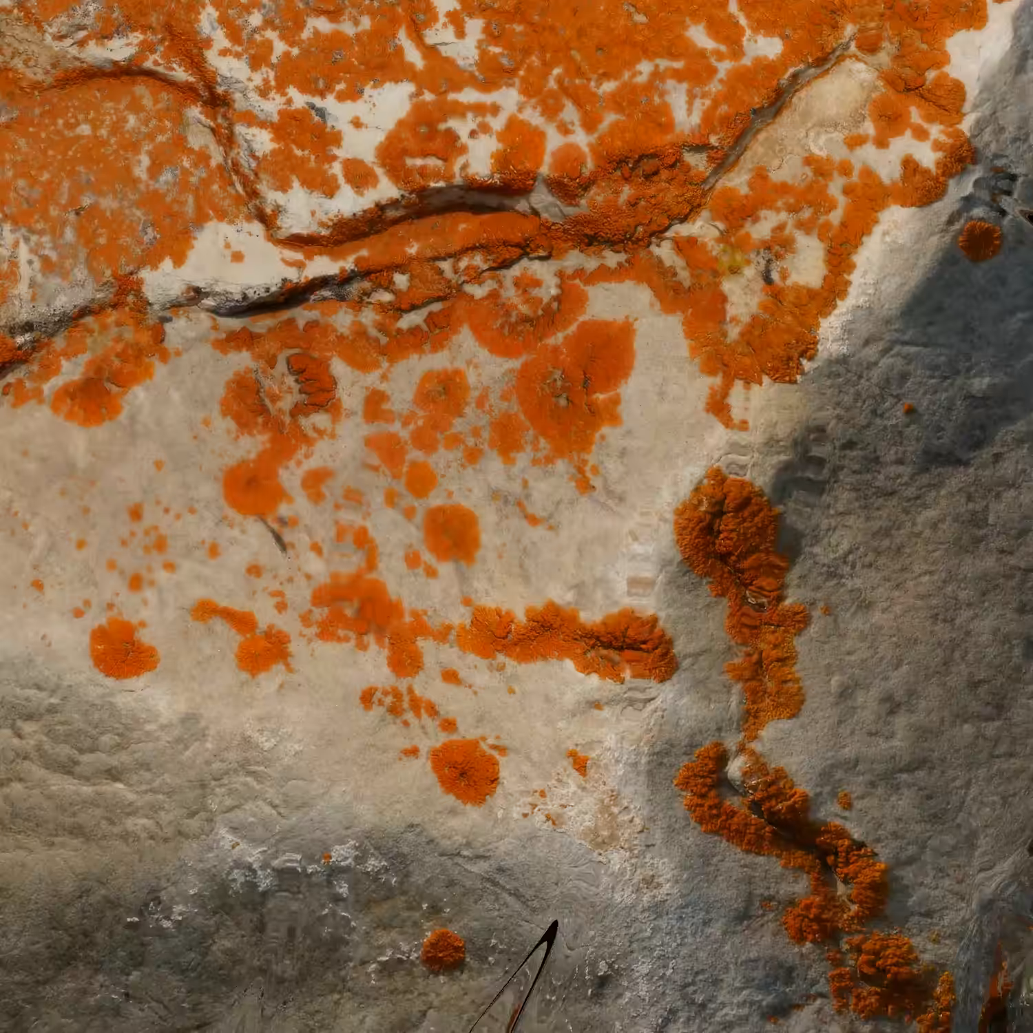 Textilographic Rock and Lichen, Yellowstone, #1