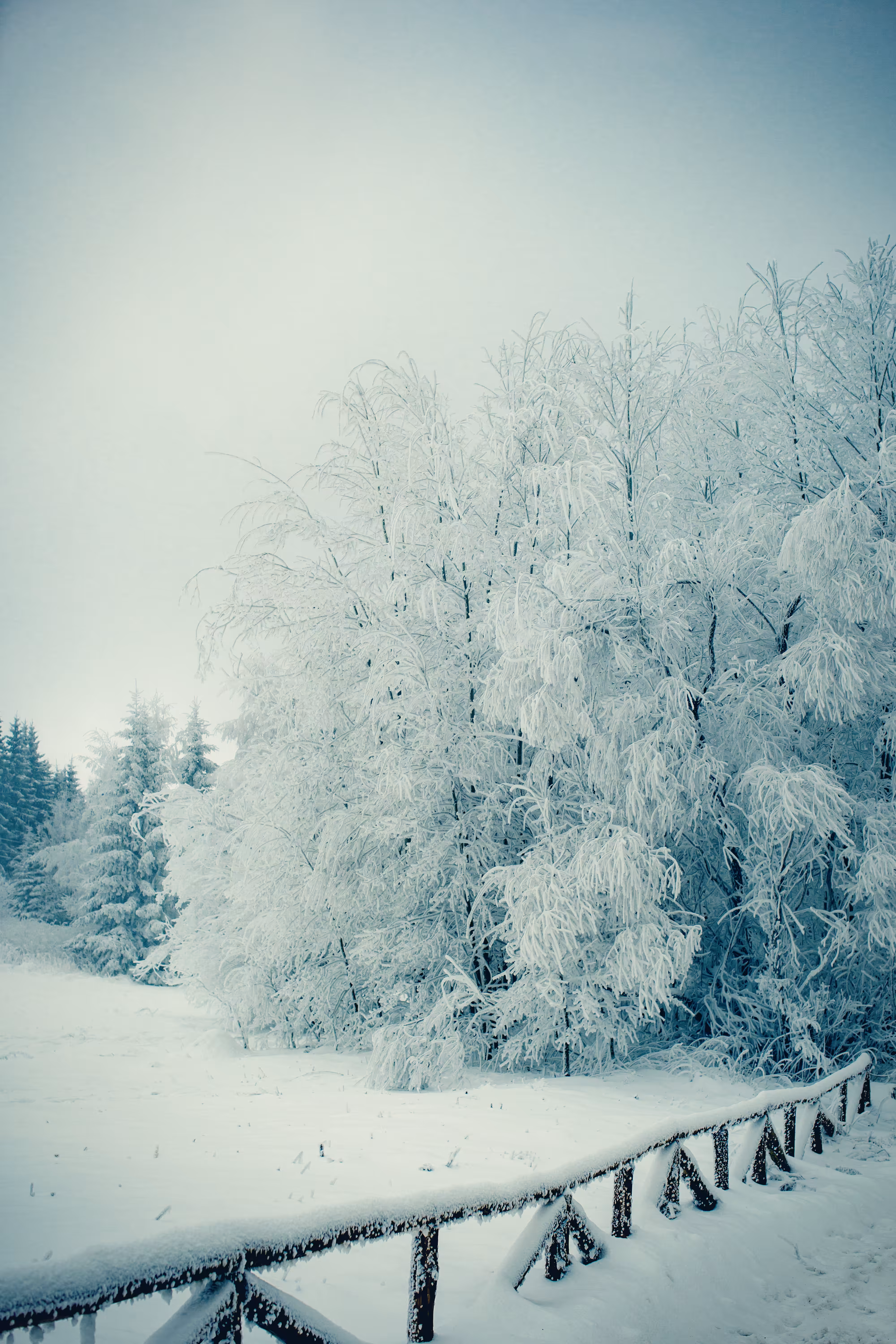 Crispy whiteness