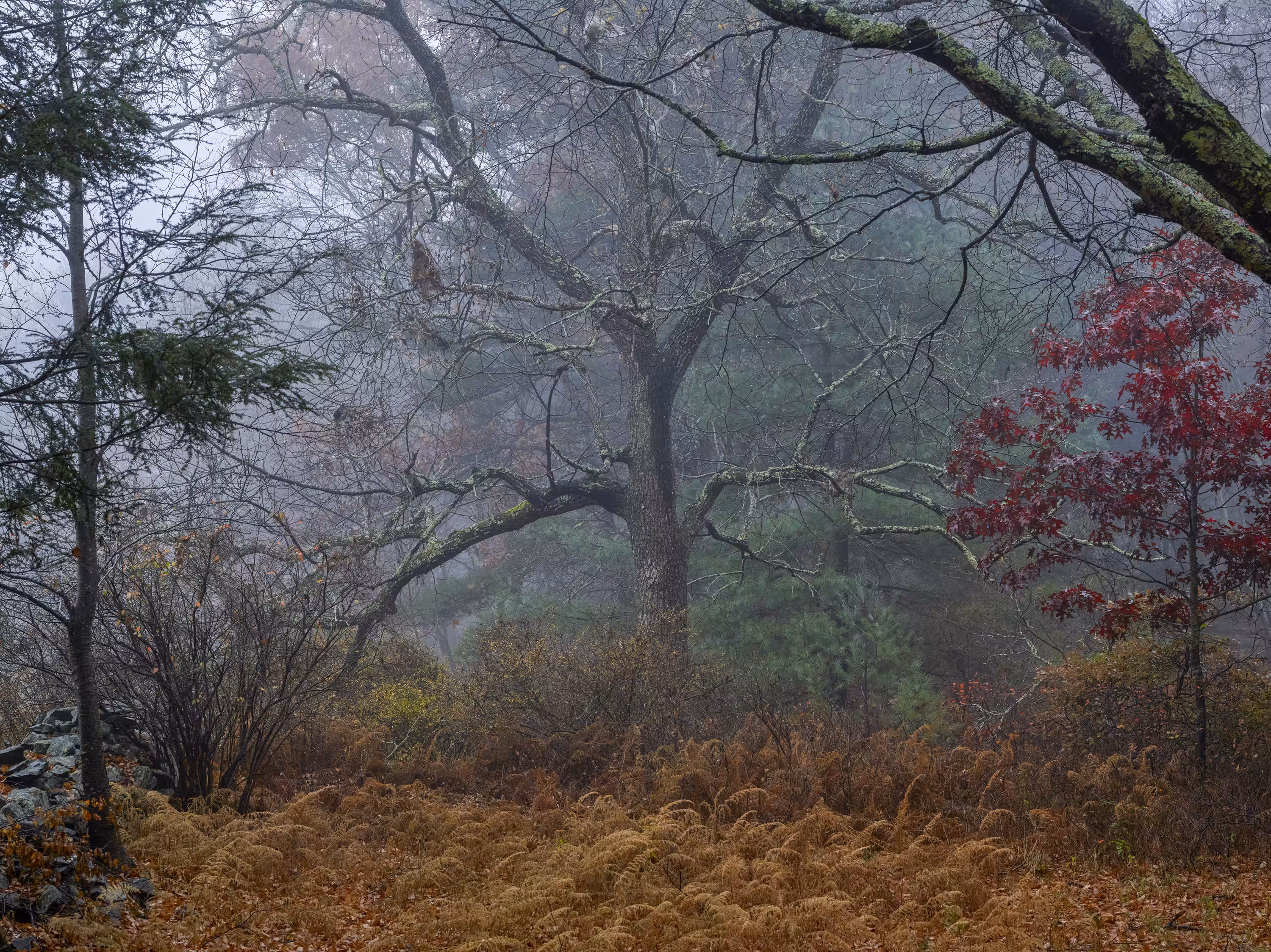 Lumberland / 20201026