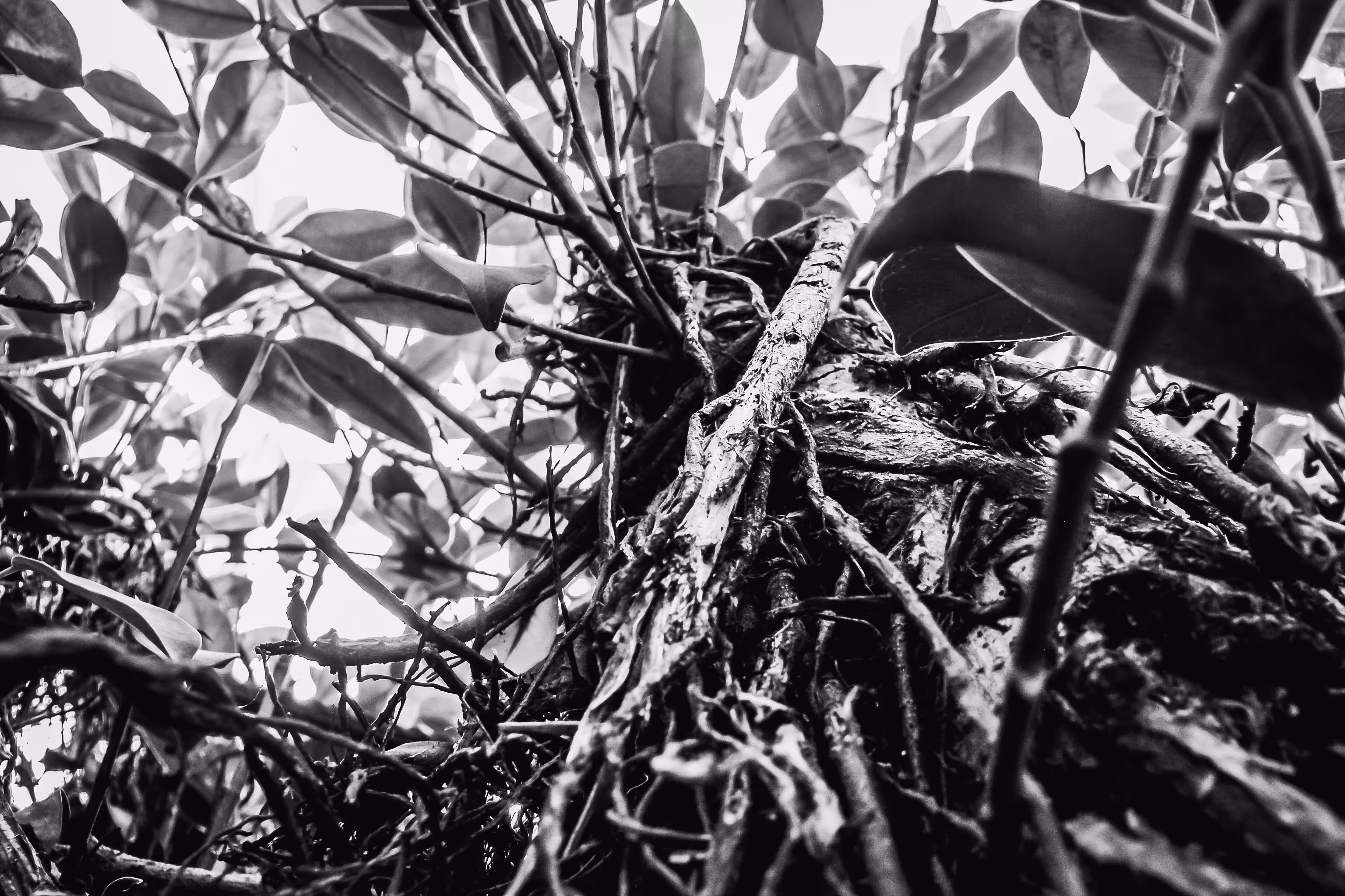 Twigs