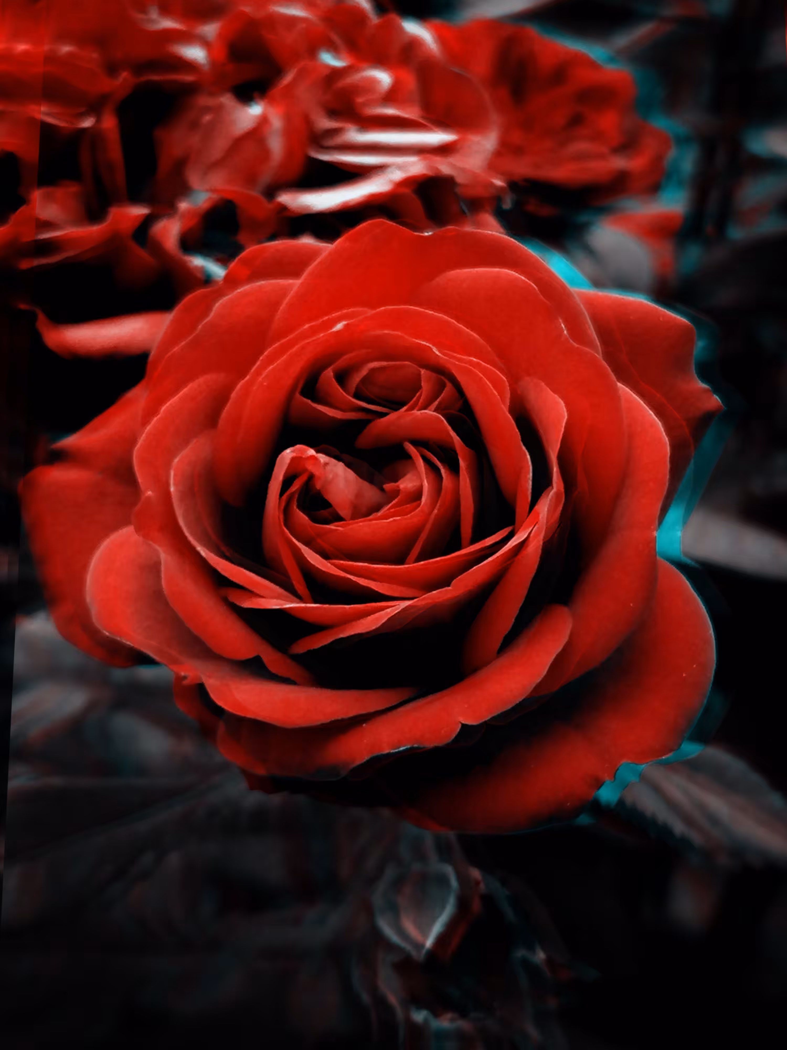 Wild Red Rose