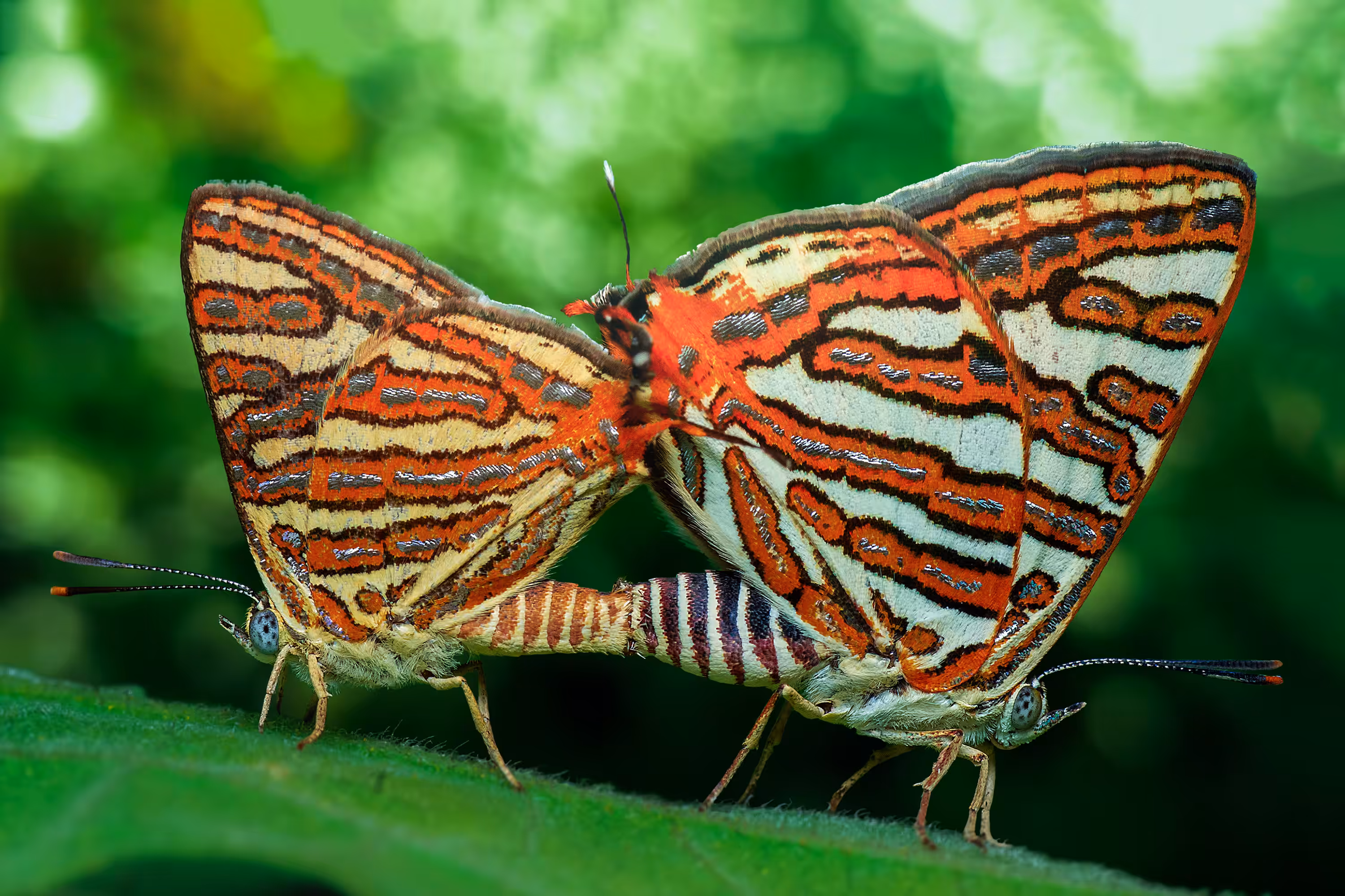 Butterfly - Common Silverline
