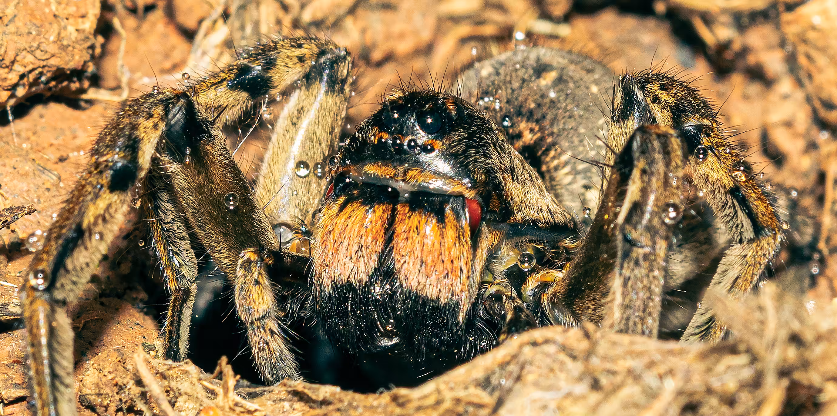 Just a spider #4