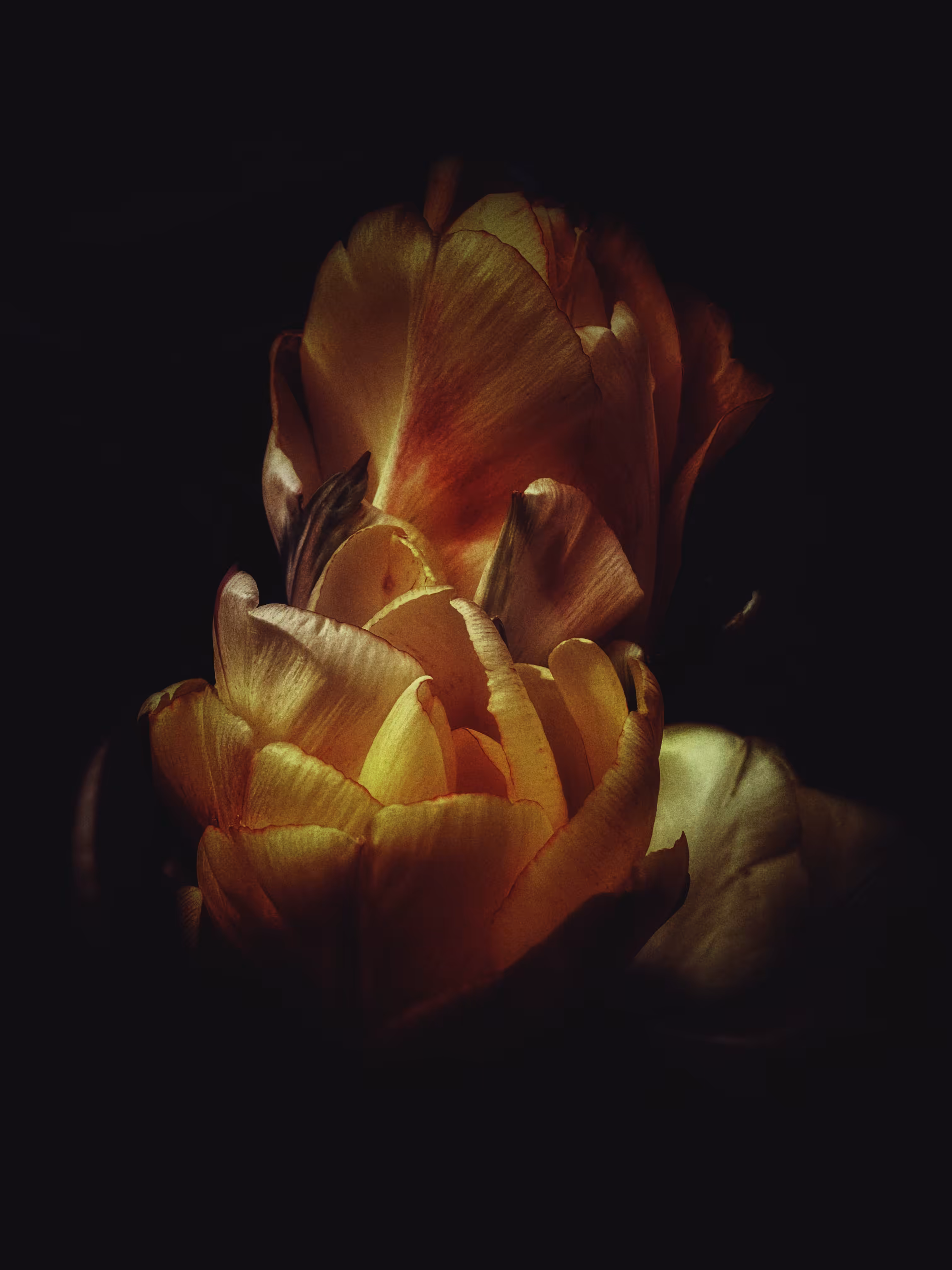 Golden Dawn