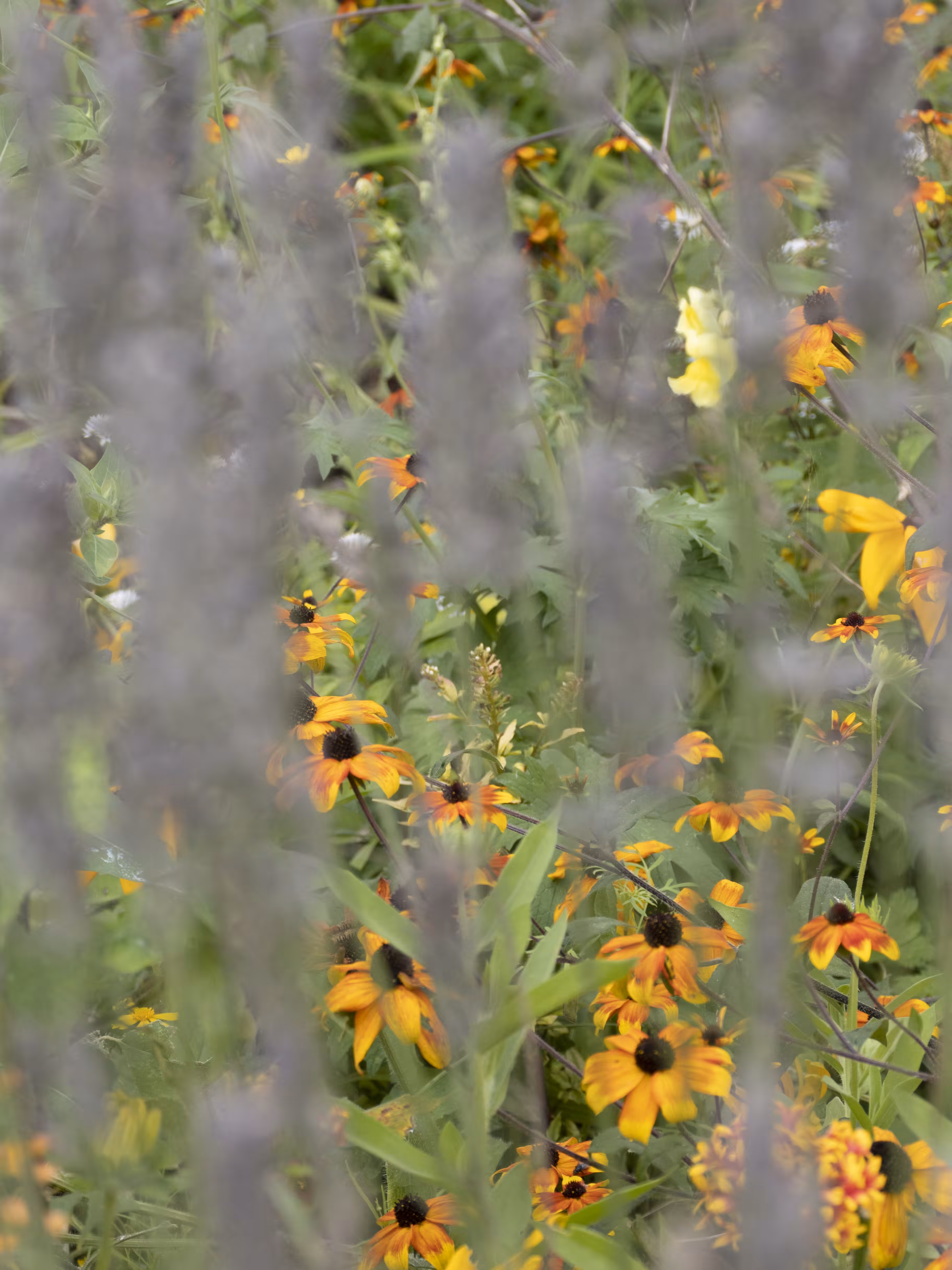 Giverny #16