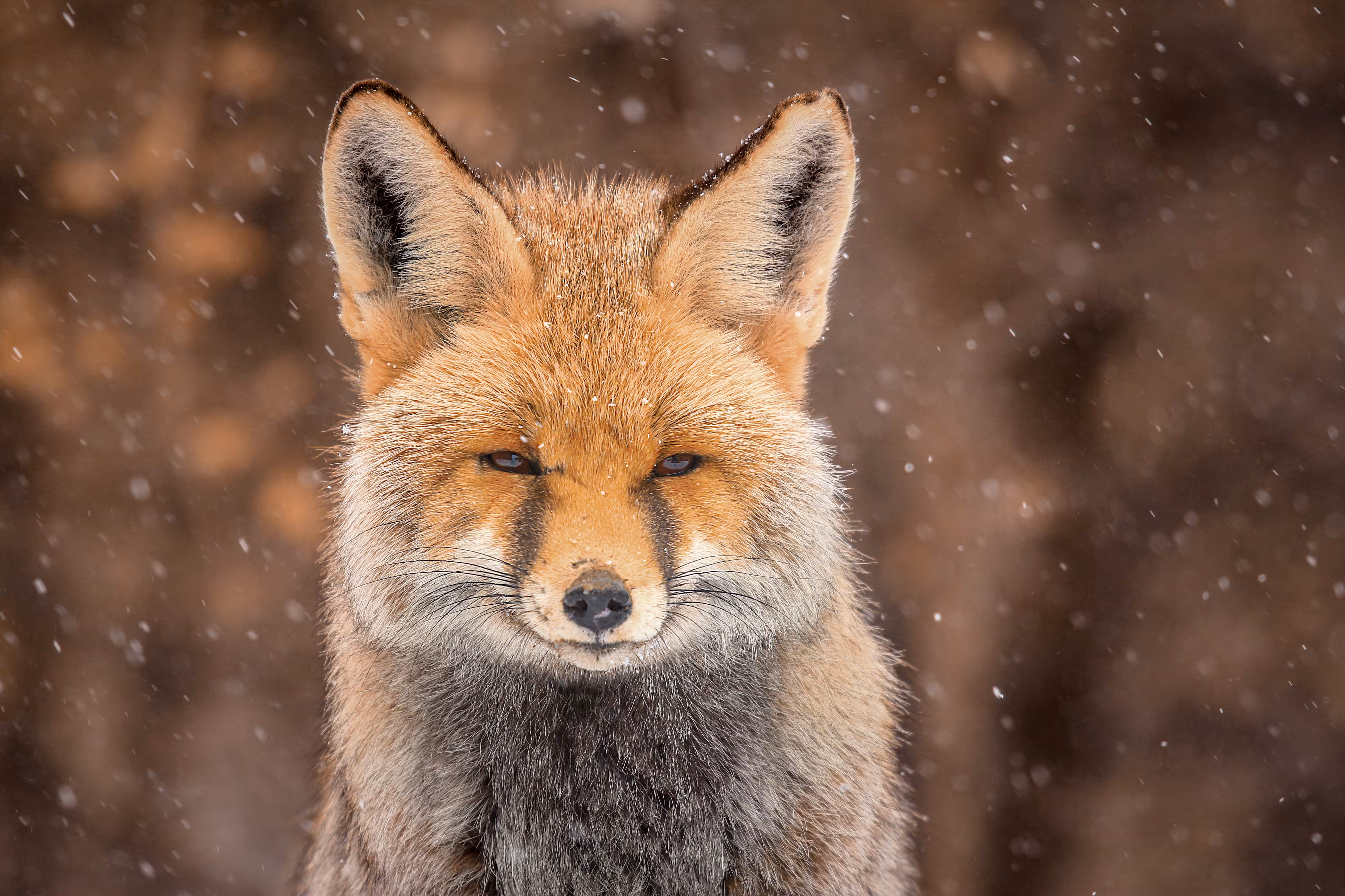 Fox