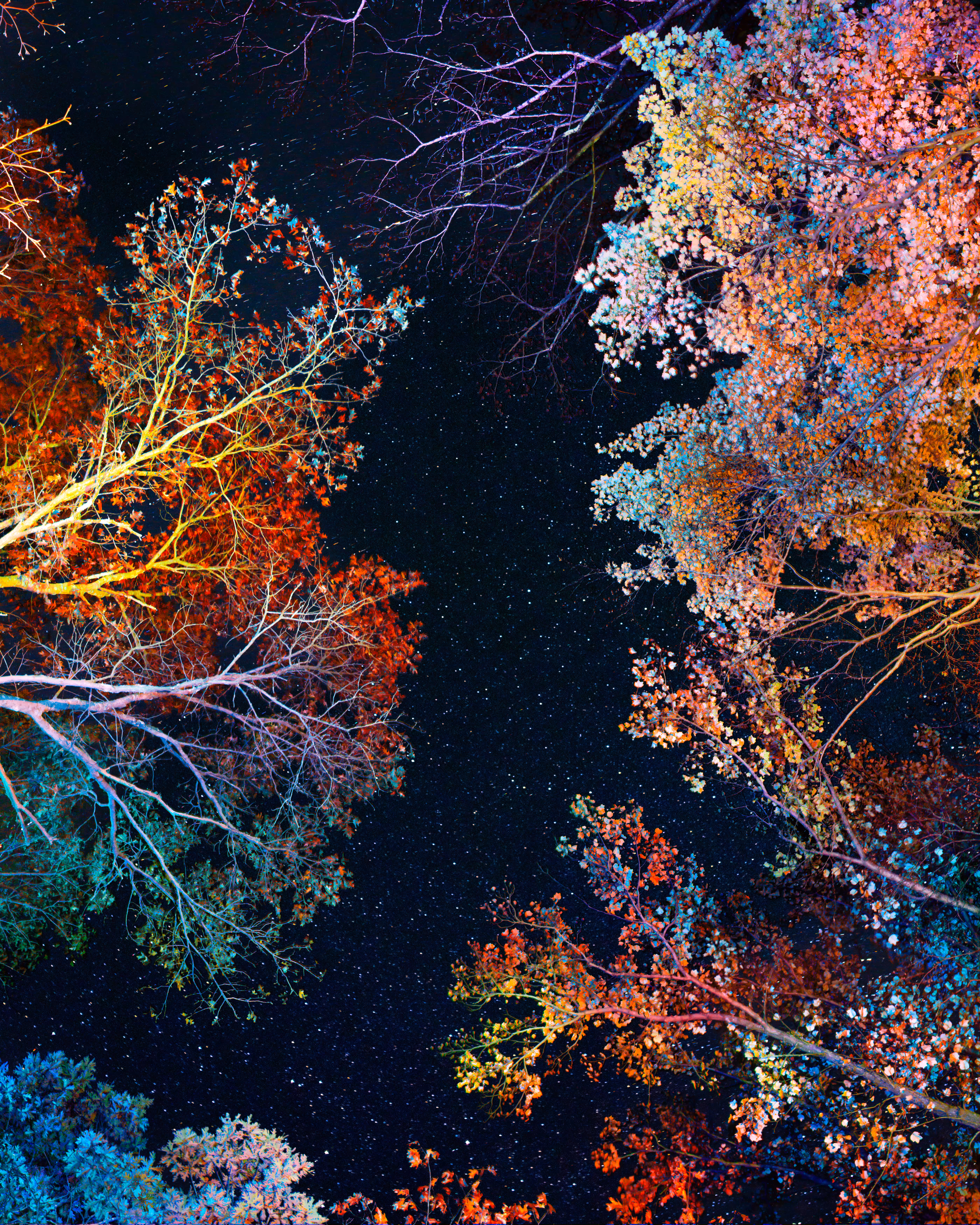 Canopy #12