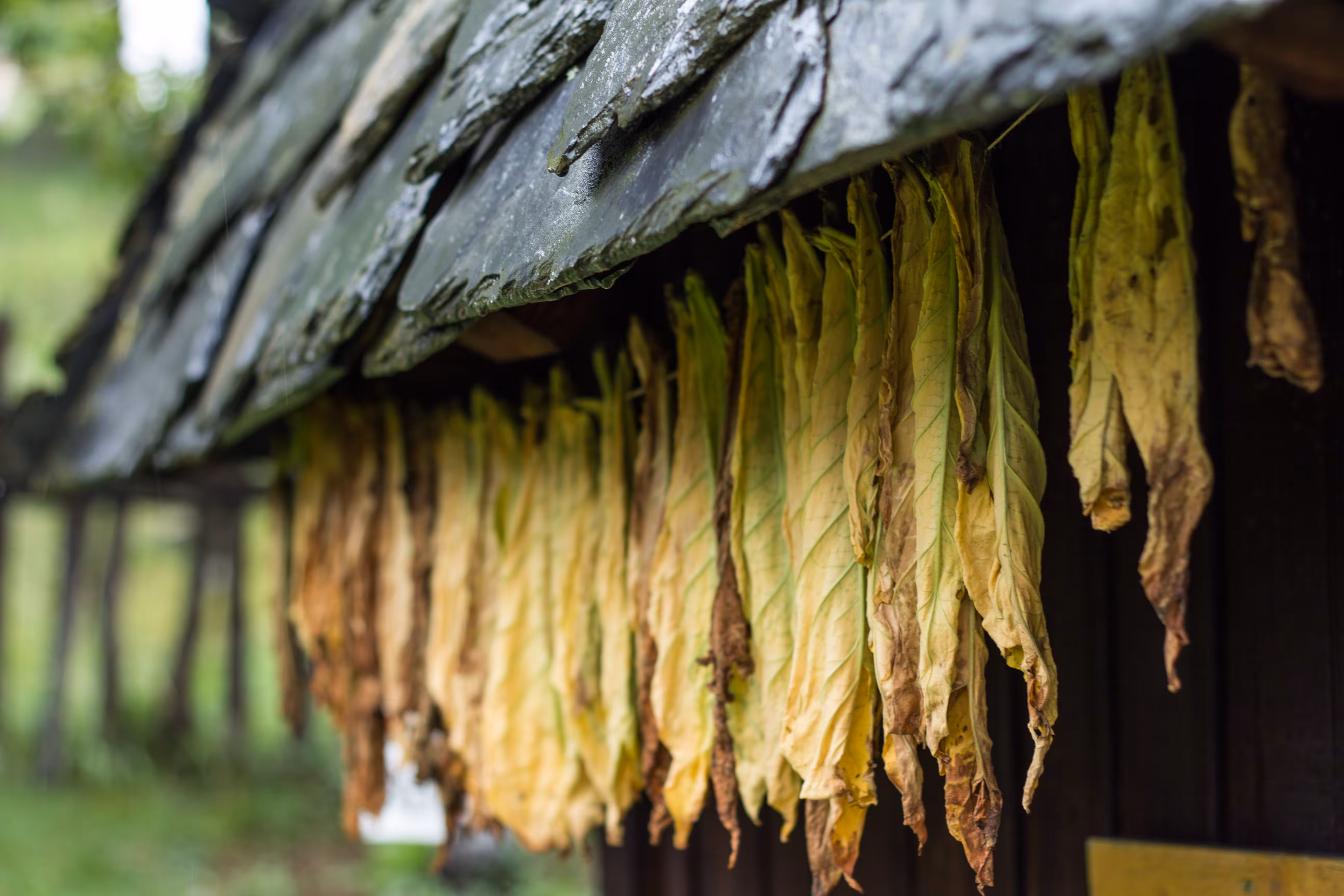 sirogojno tobacco leaves drying