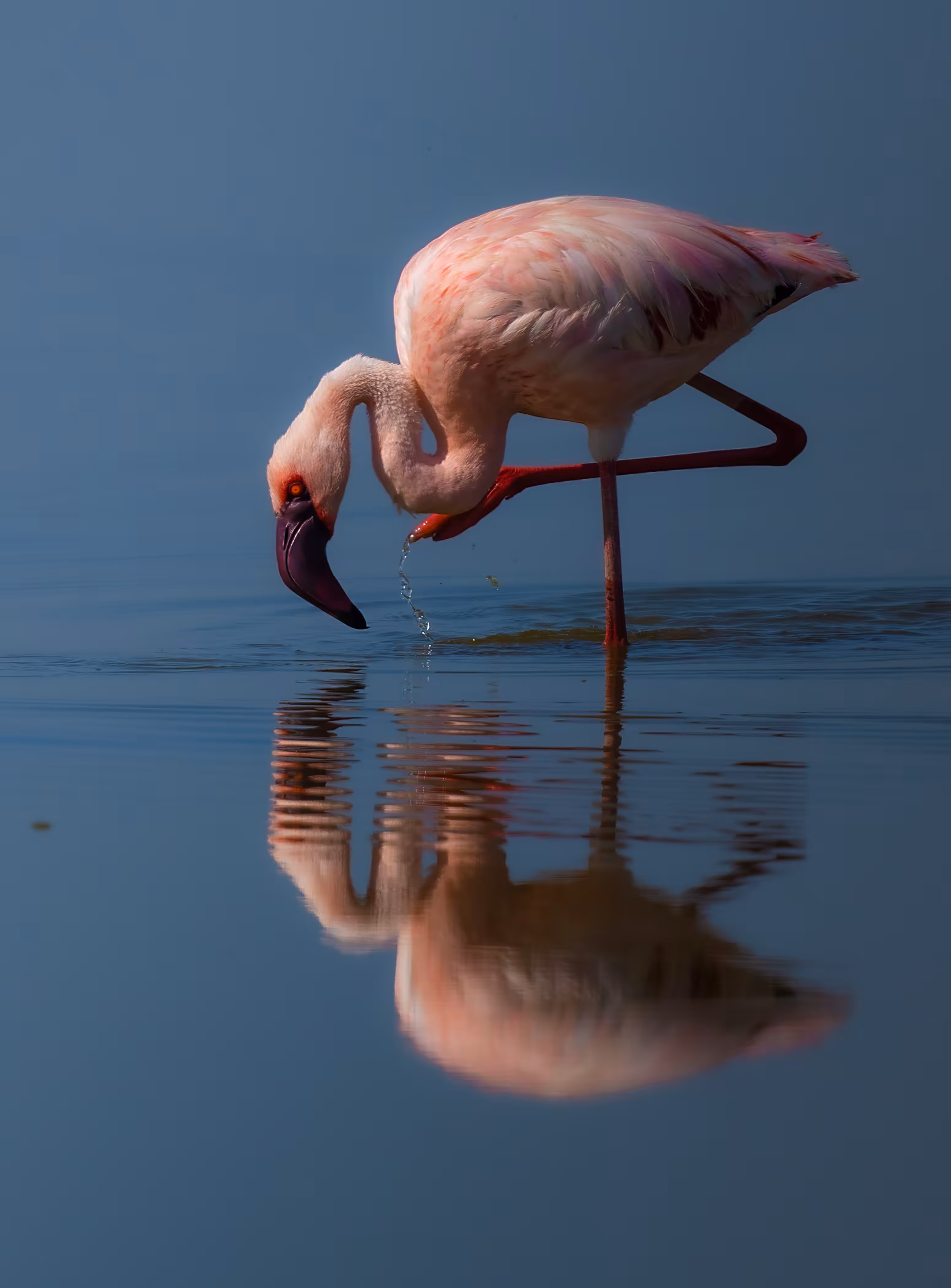 Pink Reflection