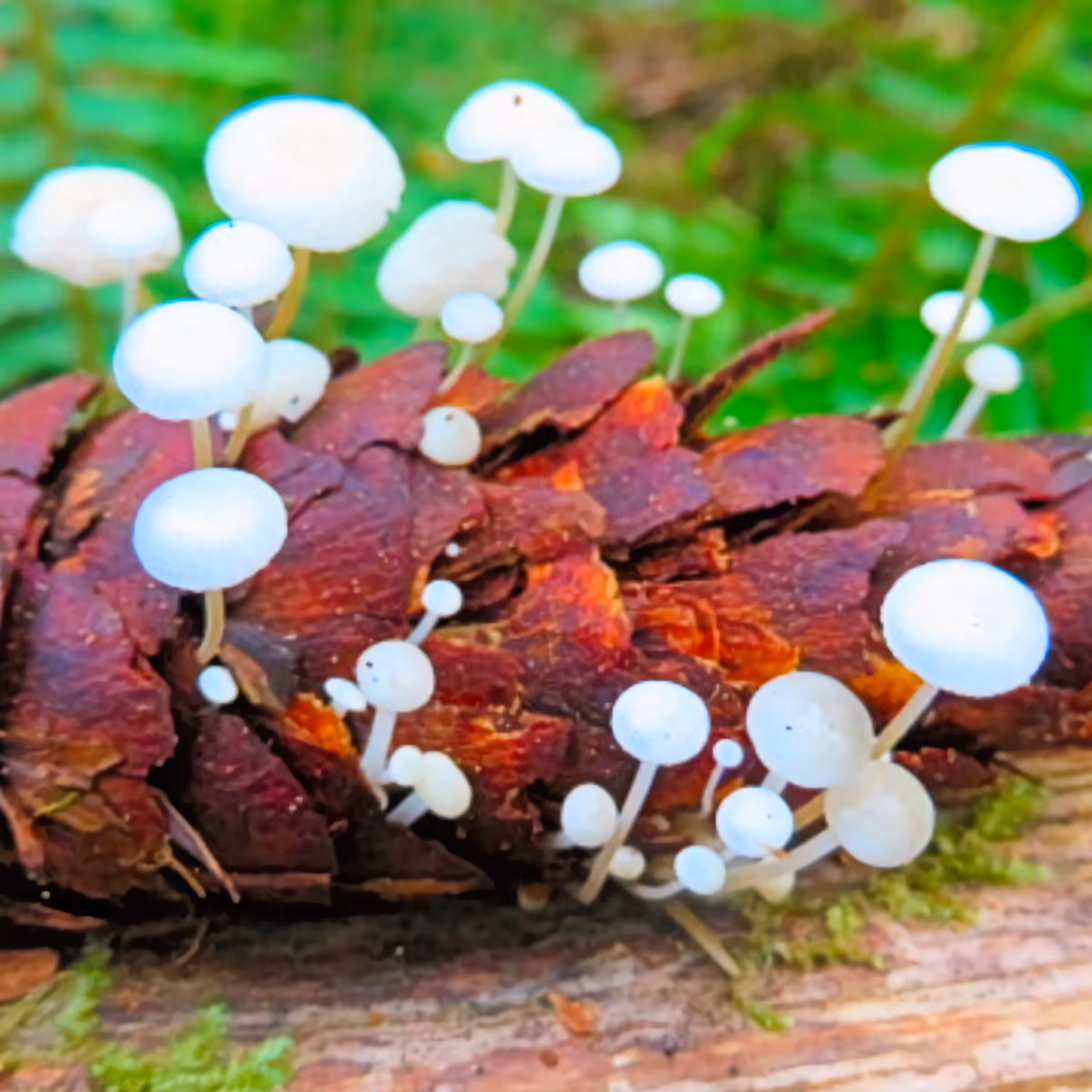 Mushroom #1