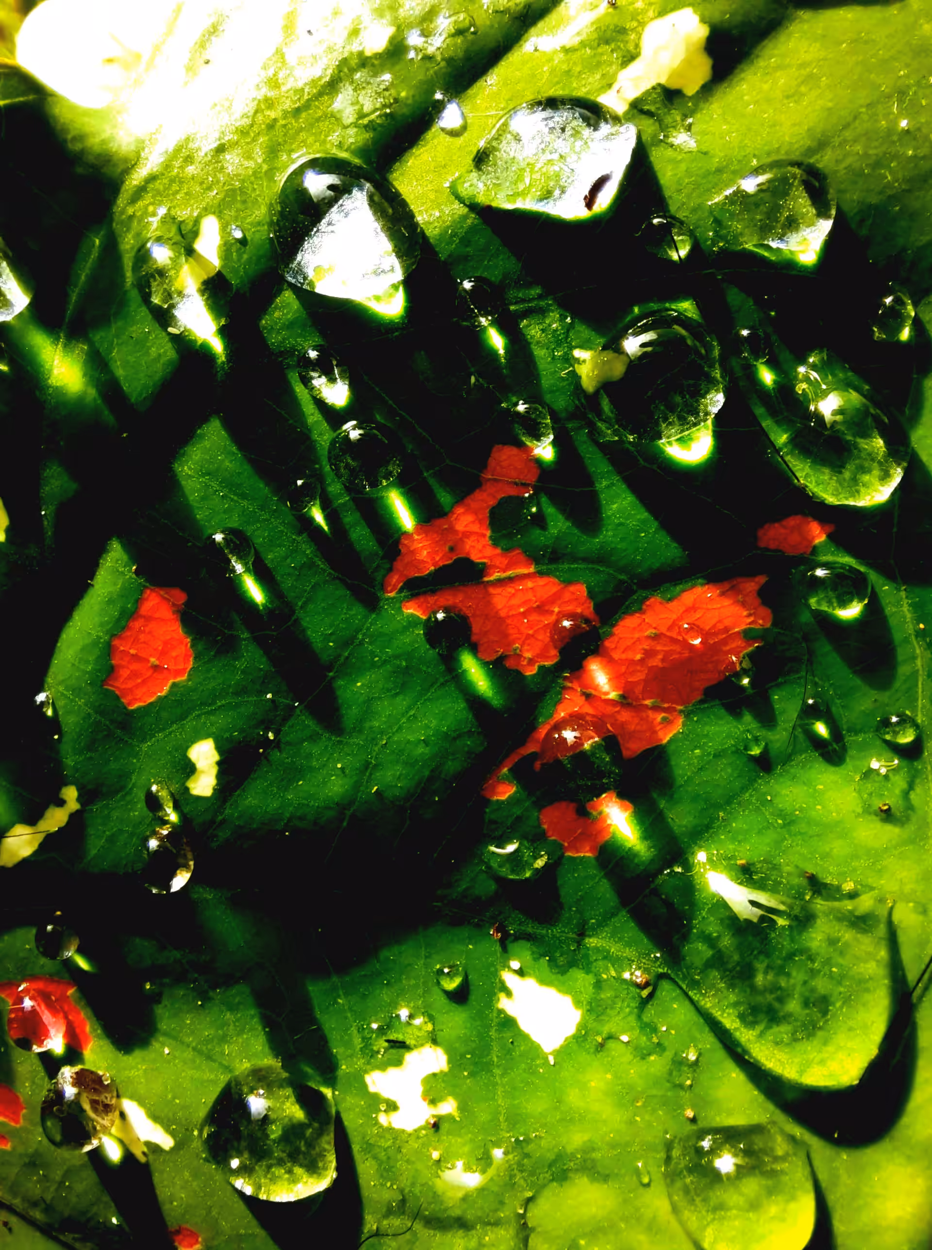 Abstract-Nature#16